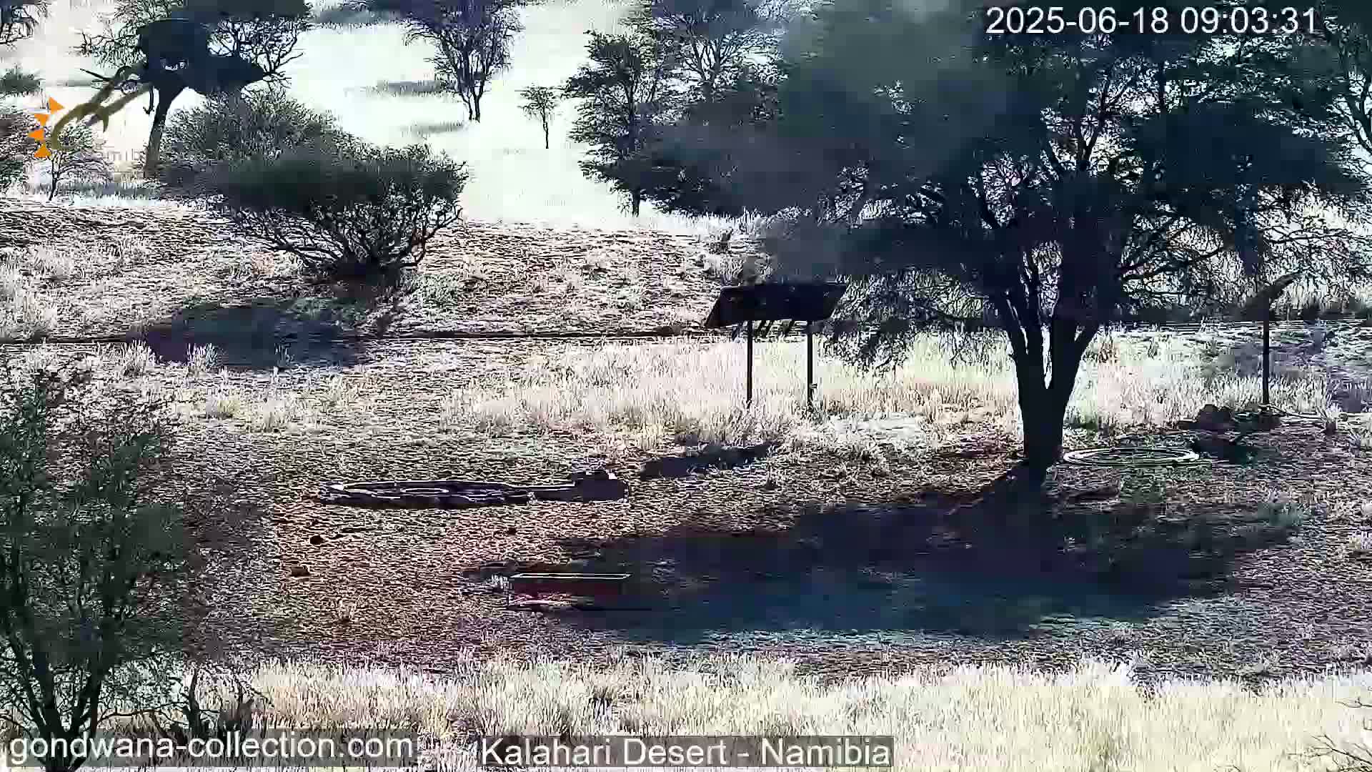 A mostly sunny, arid landscape with sparse vegetation, a large tree casting a shadow, and several low structures, possibly animal watering holes.