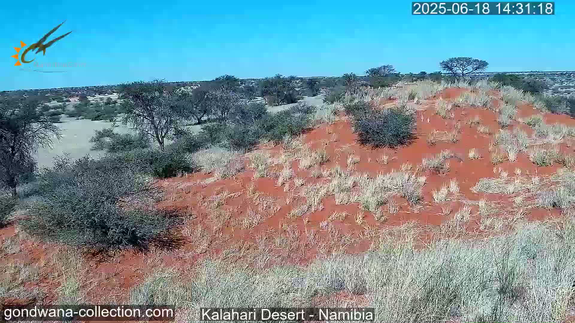 A red sand dune covered in sparse, dry vegetation under a clear blue sky is shown in a desert landscape.
