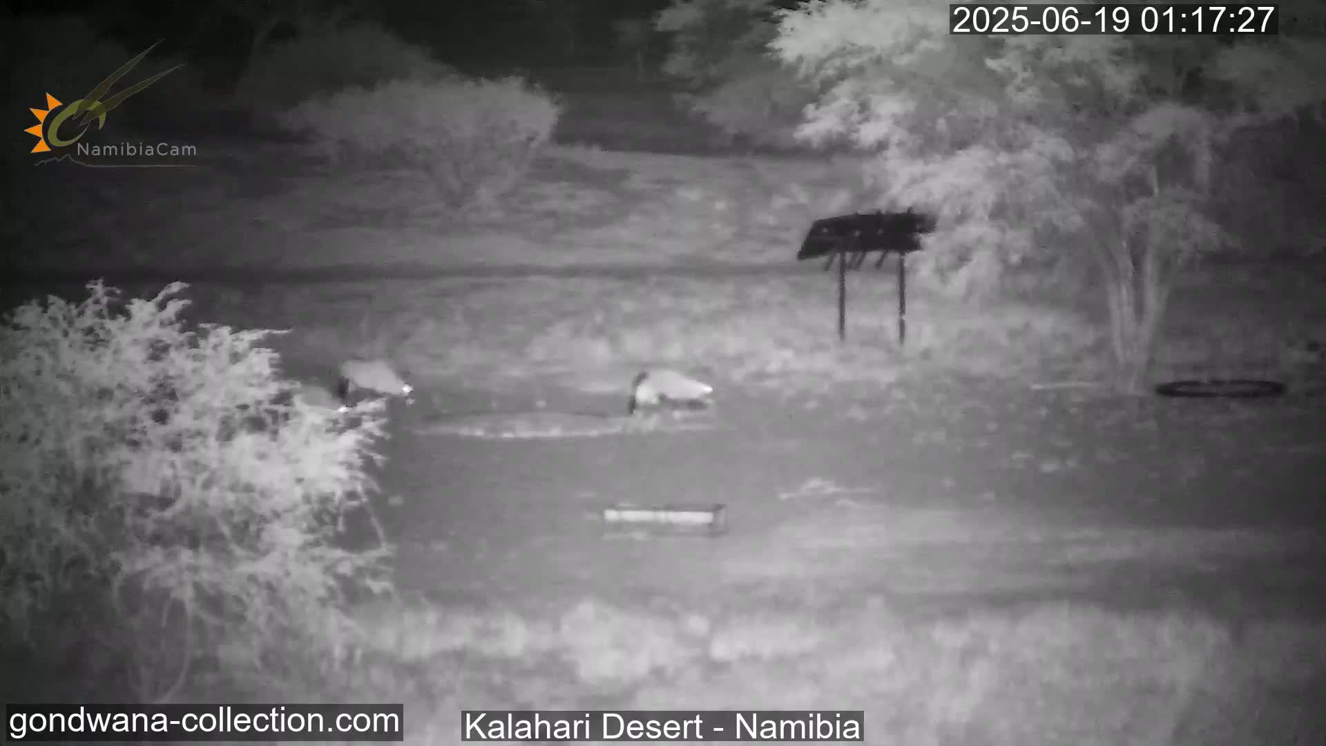 Natural Life in the Kalahari Desert (Gondwana Kalahari Park)  Live Cam - Mariental, Hardap, Namibia