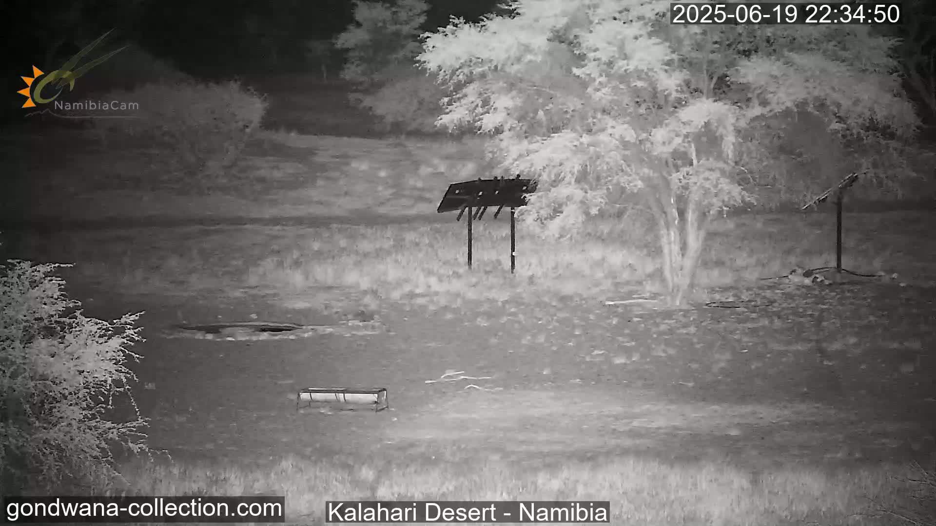 Natural Life in the Kalahari Desert (Gondwana Kalahari Park)  Live Cam - Mariental, Hardap, Namibia