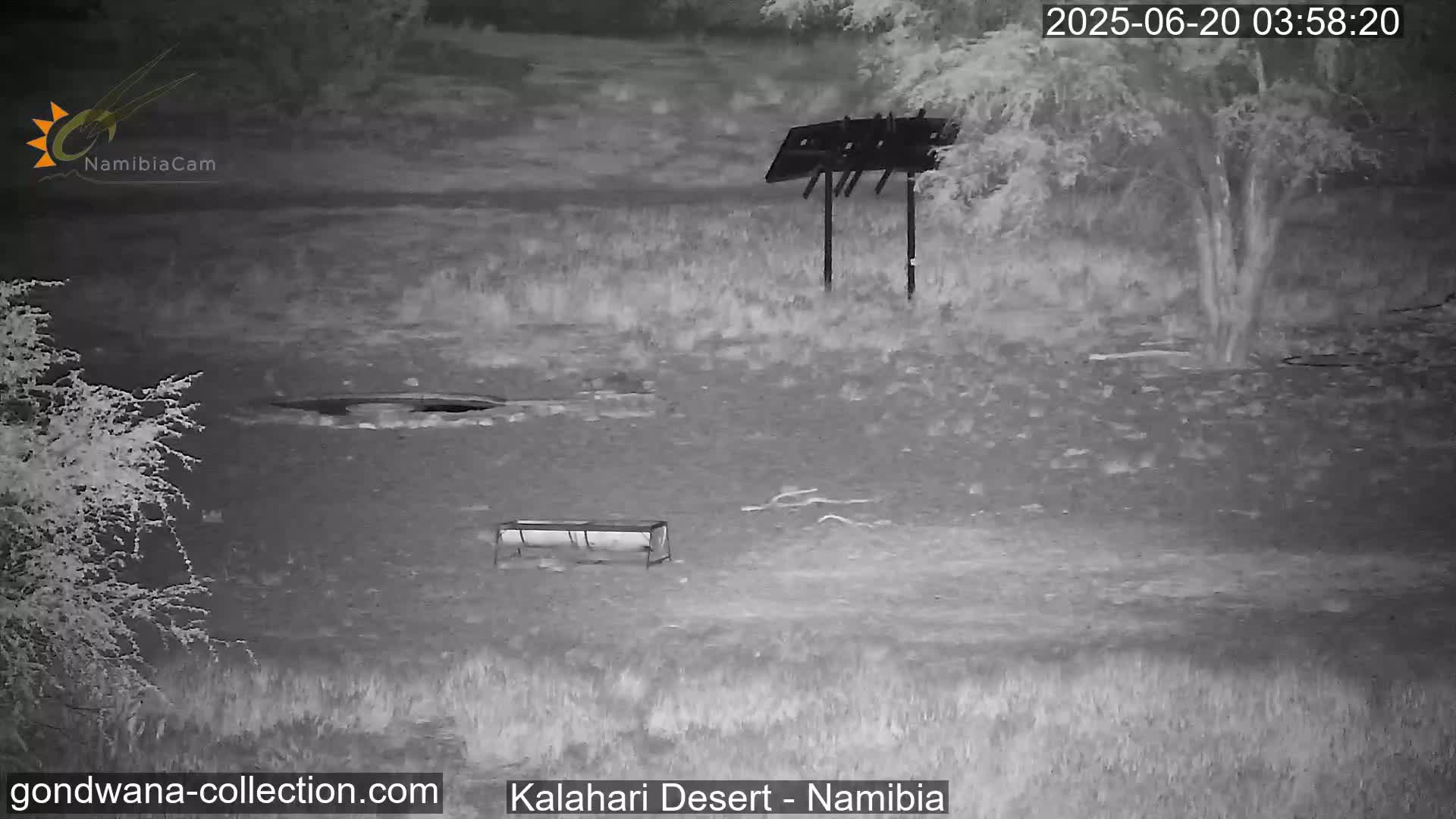 Natural Life in the Kalahari Desert (Gondwana Kalahari Park)  Live Cam - Mariental, Hardap, Namibia