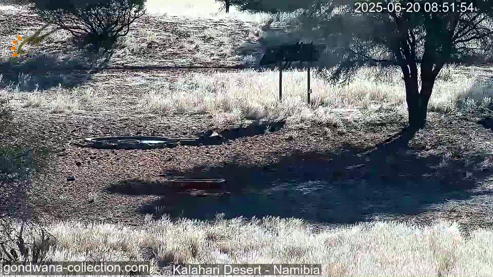 Natural Life in the Kalahari Desert (Gondwana Kalahari Park)  Live Cam - Mariental, Hardap, Namibia