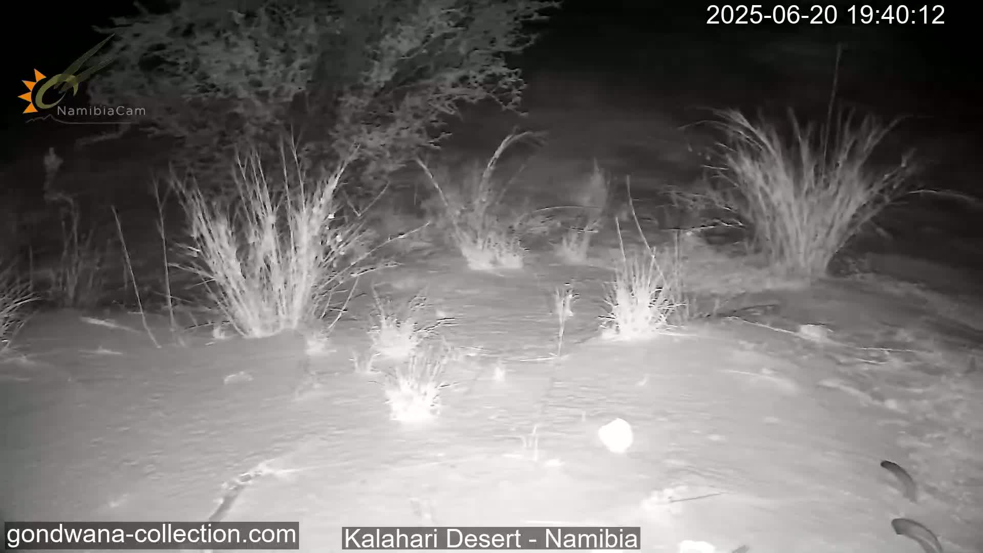 A nighttime infrared image shows sparse desert vegetation under a dark sky.