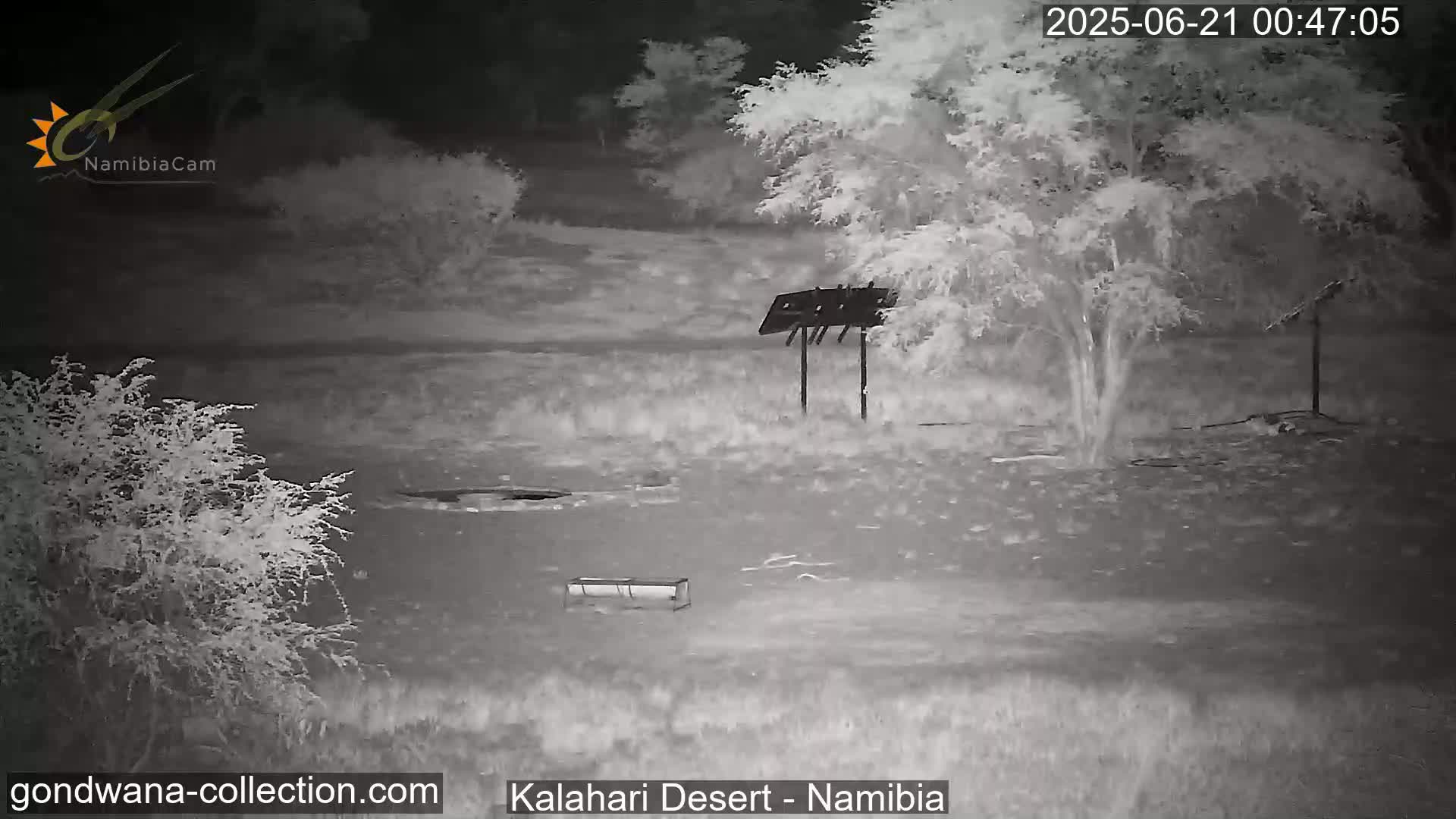 Natural Life in the Kalahari Desert (Gondwana Kalahari Park)  Live Cam - Mariental, Hardap, Namibia