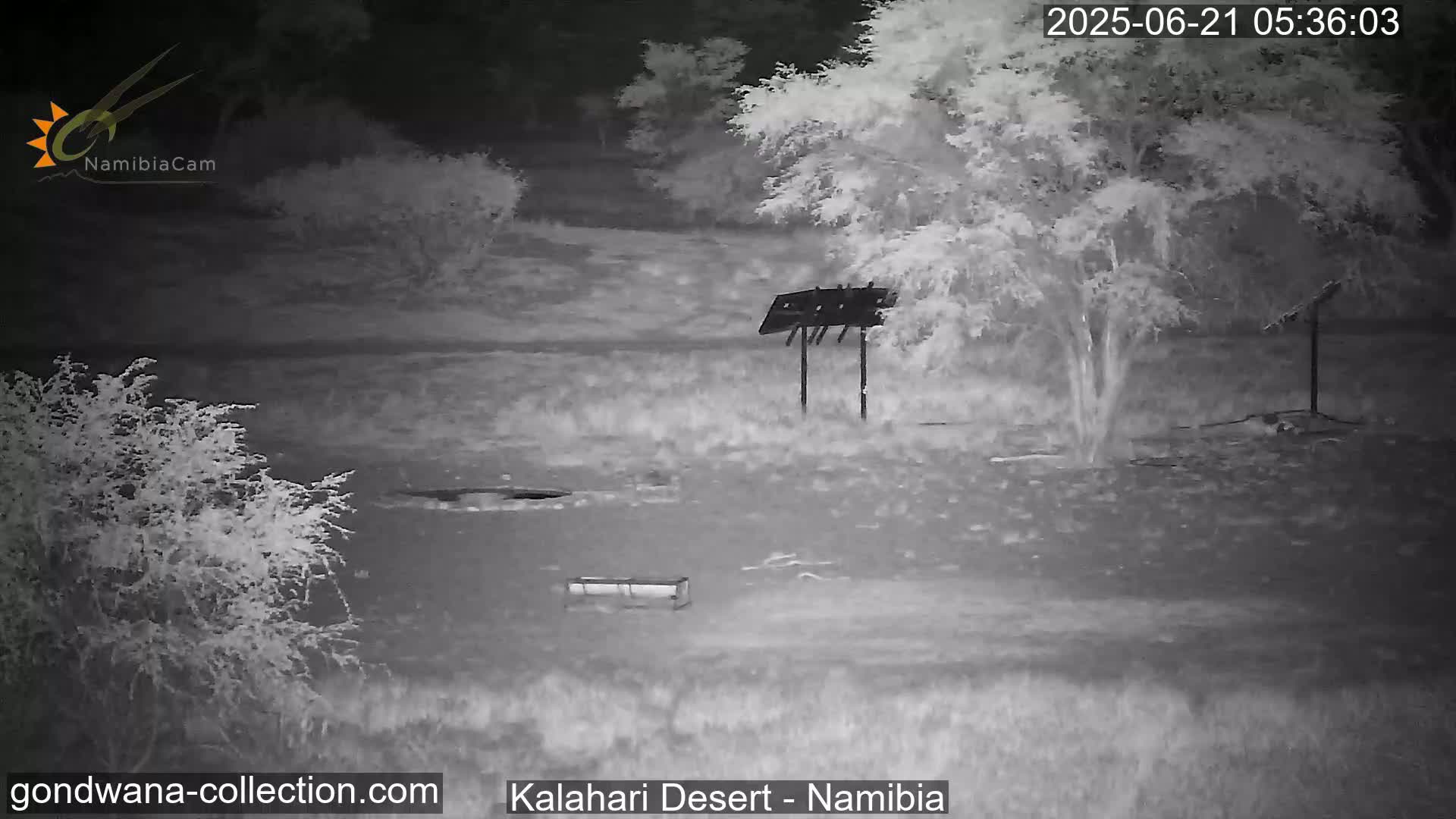 Natural Life in the Kalahari Desert (Gondwana Kalahari Park)  Live Cam - Mariental, Hardap, Namibia