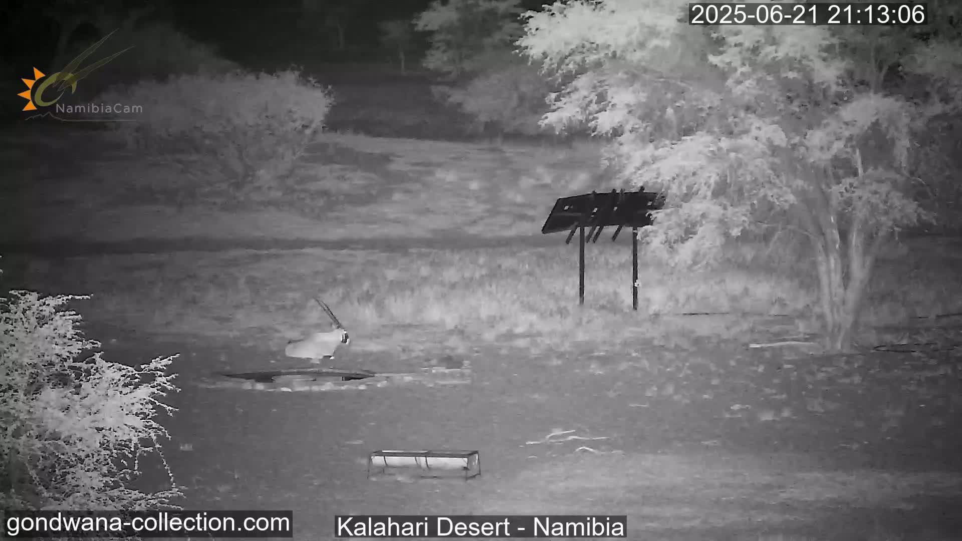 Natural Life in the Kalahari Desert (Gondwana Kalahari Park)  Live Cam - Mariental, Hardap, Namibia