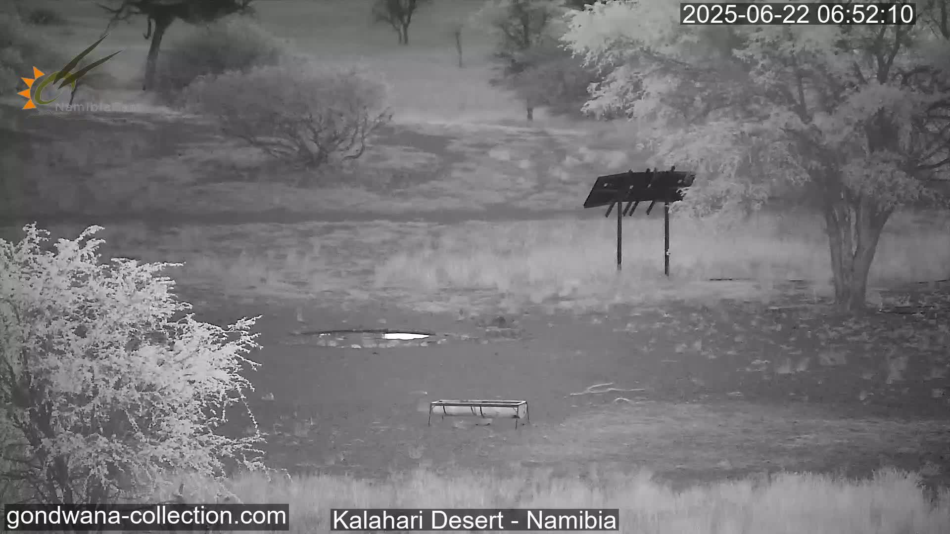 Natural Life in the Kalahari Desert (Gondwana Kalahari Park)  Live Cam - Mariental, Hardap, Namibia