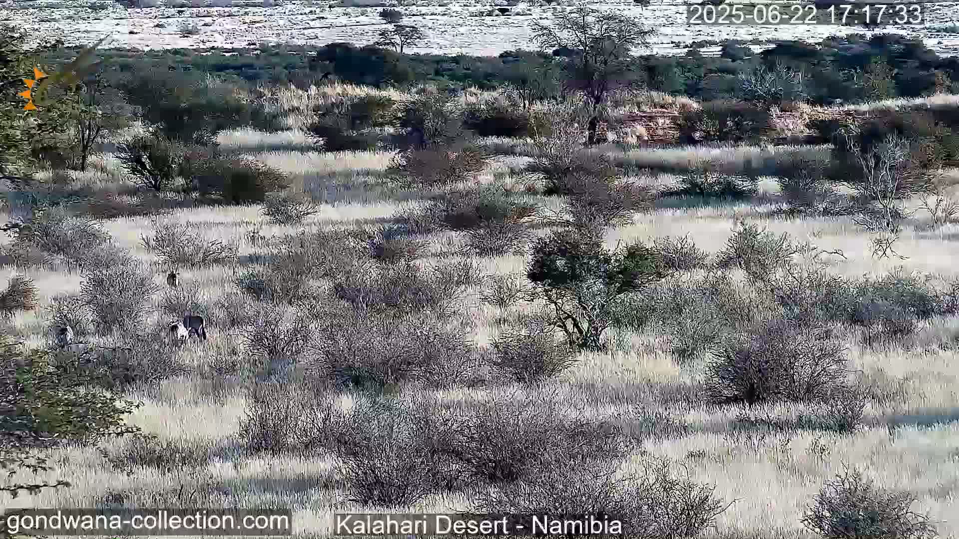 A wide shot shows a dry, grassy landscape with scattered shrubs and trees, and a small group of dark-colored animals in the middle distance under a bright, sunny sky.