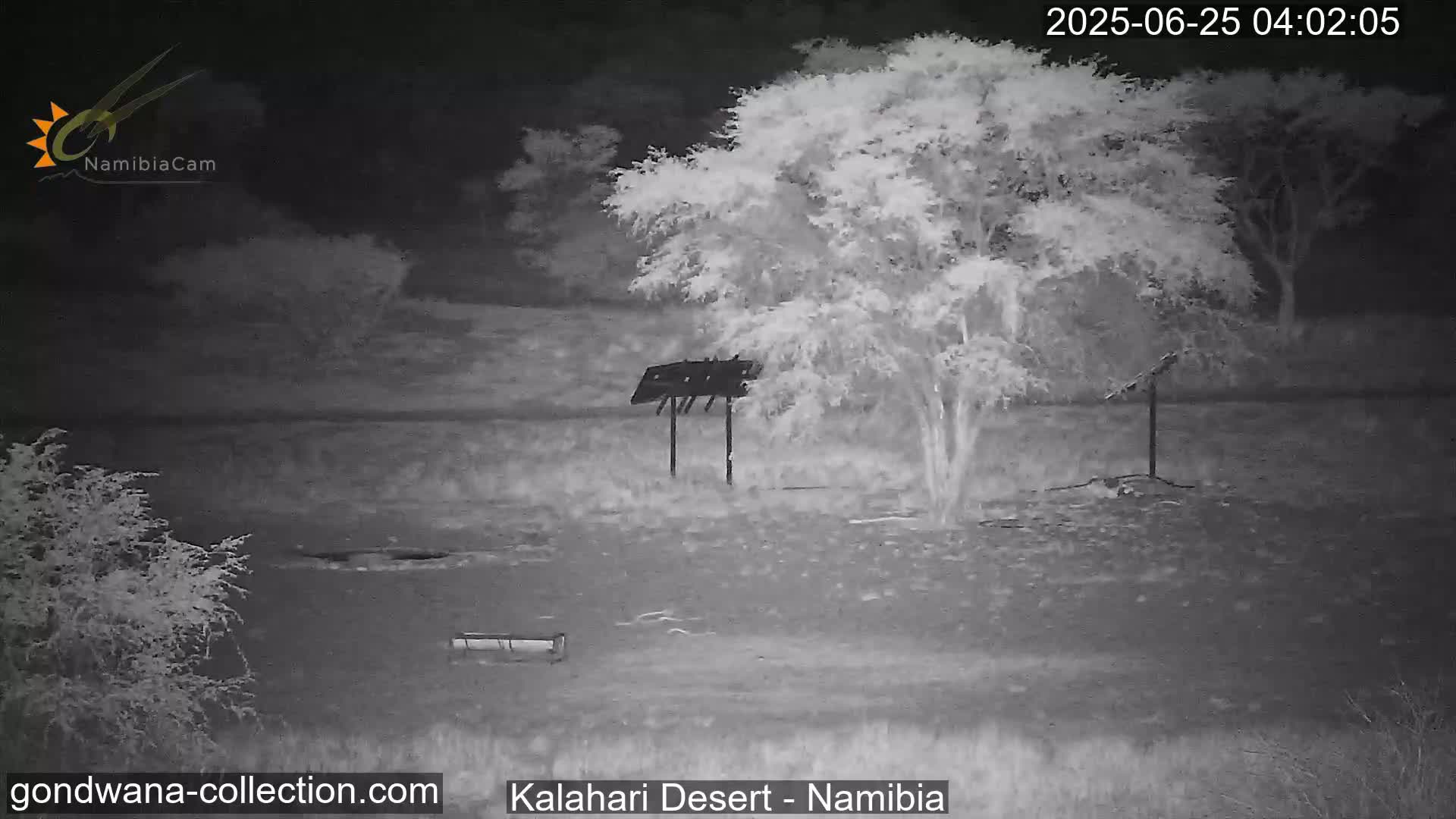Natural Life in the Kalahari Desert (Gondwana Kalahari Park)  Live Cam - Mariental, Hardap, Namibia