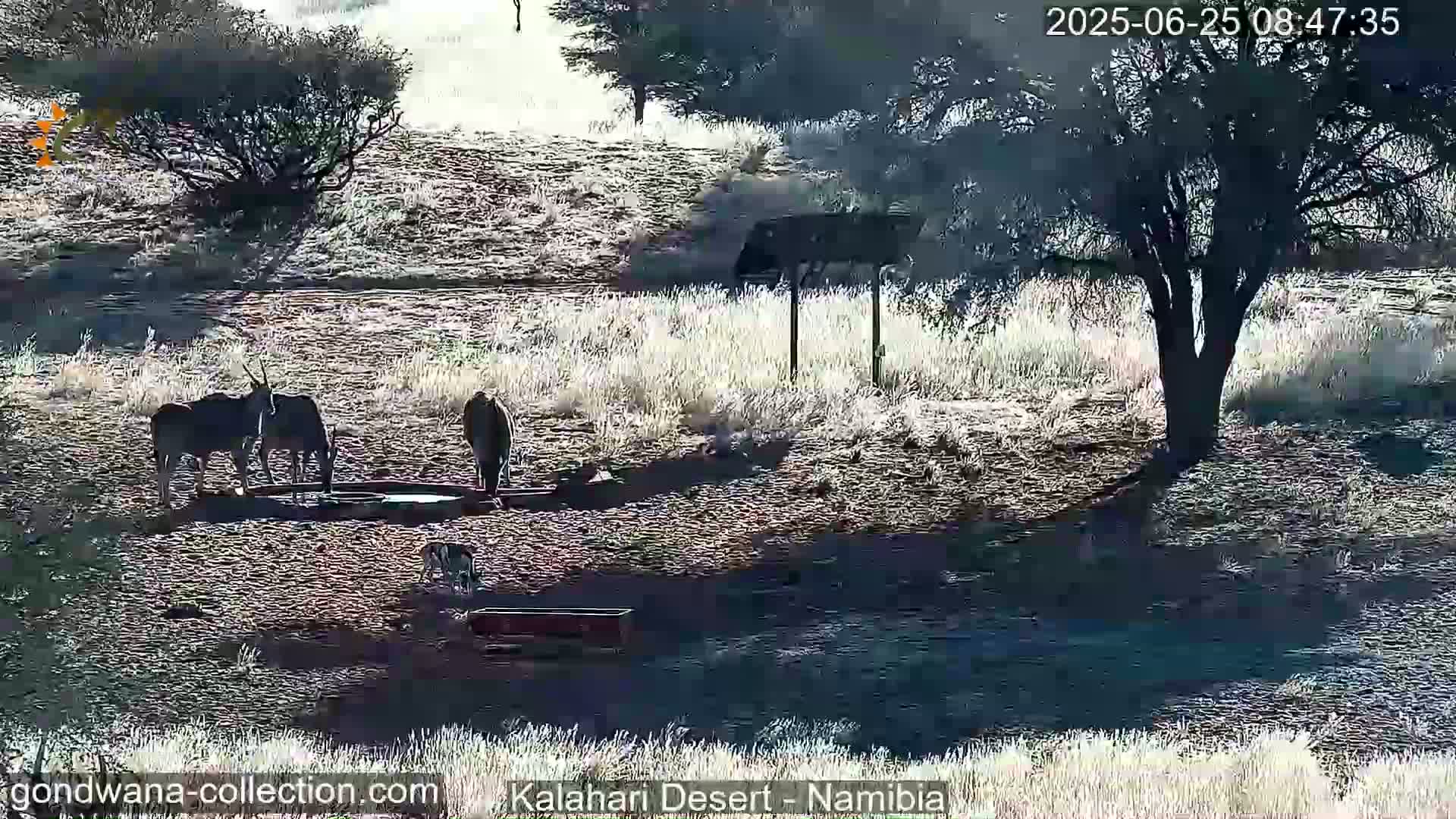 Natural Life in the Kalahari Desert (Gondwana Kalahari Park)  Live Cam - Mariental, Hardap, Namibia