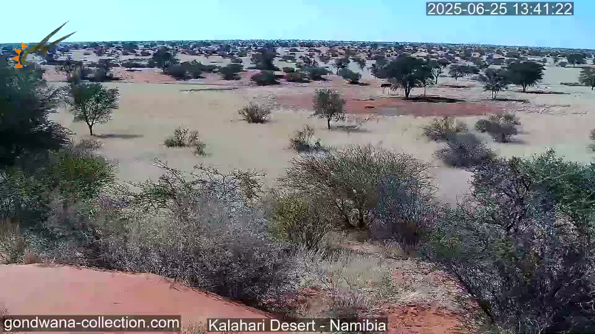 Natural Life in the Kalahari Desert (Gondwana Kalahari Park)  Live Cam - Mariental, Hardap, Namibia