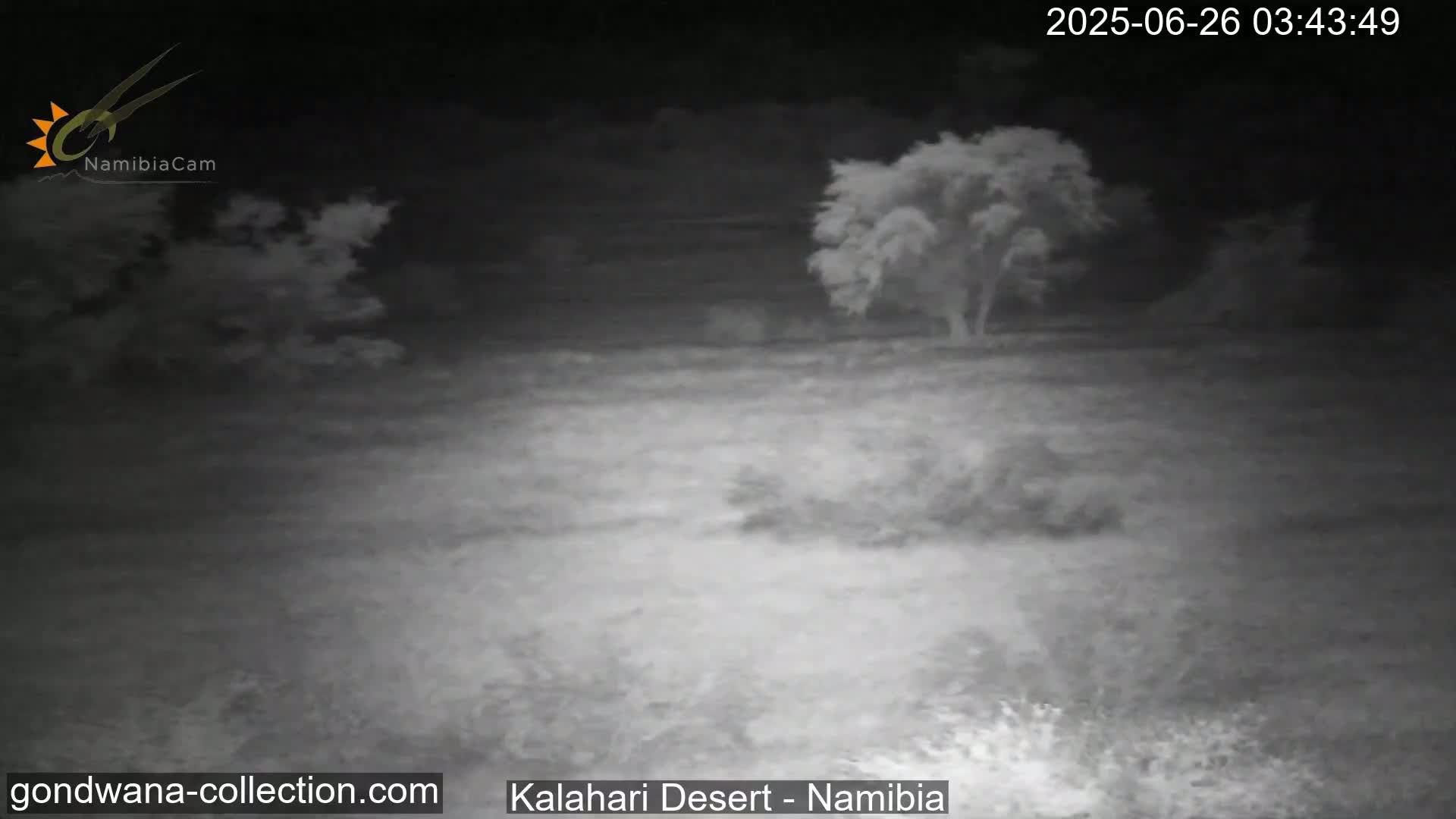 Natural Life in the Kalahari Desert (Gondwana Kalahari Park)  Live Cam - Mariental, Hardap, Namibia