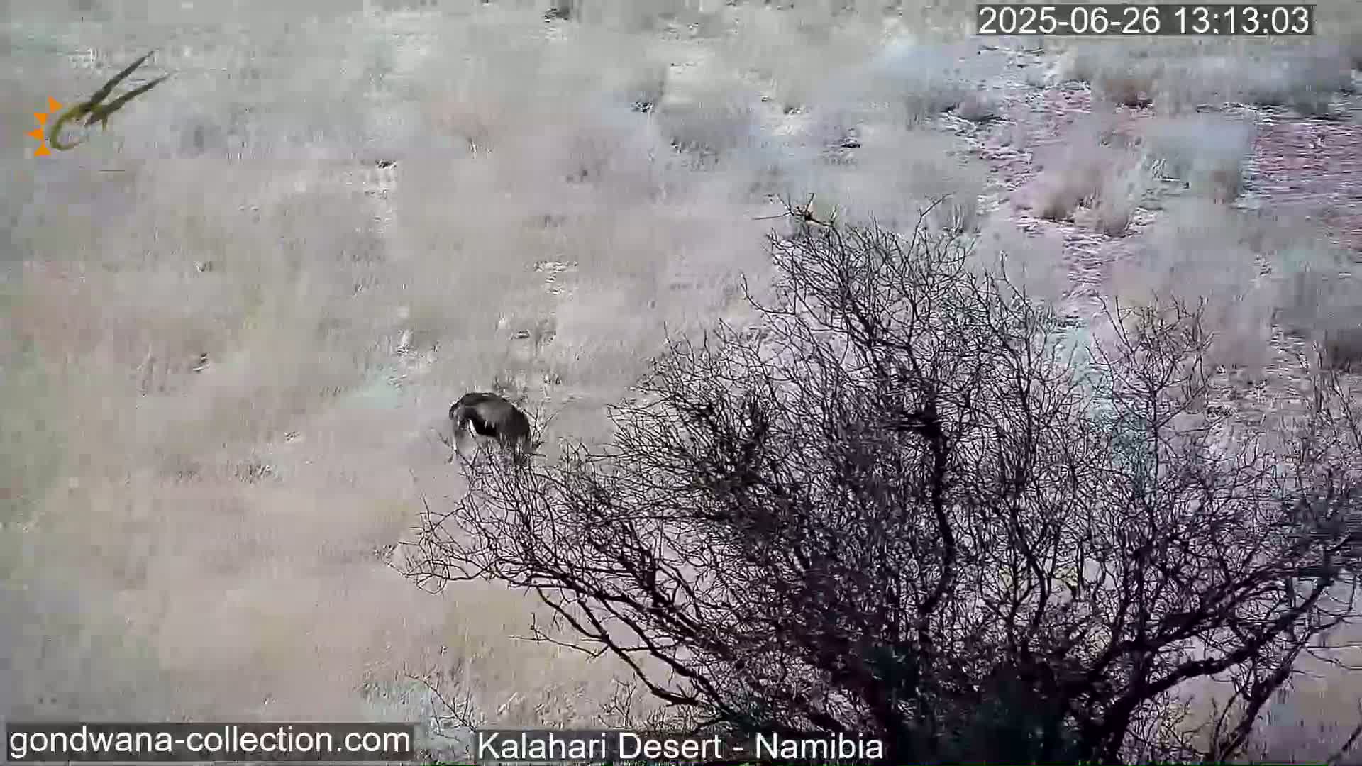 Natural Life in the Kalahari Desert (Gondwana Kalahari Park)  Live Cam - Mariental, Hardap, Namibia