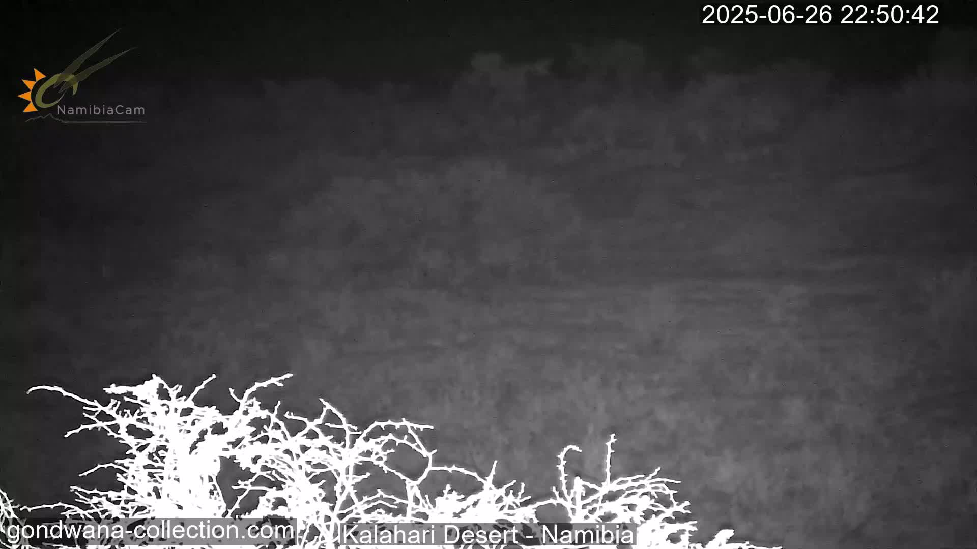 Natural Life in the Kalahari Desert (Gondwana Kalahari Park)  Live Cam - Mariental, Hardap, Namibia