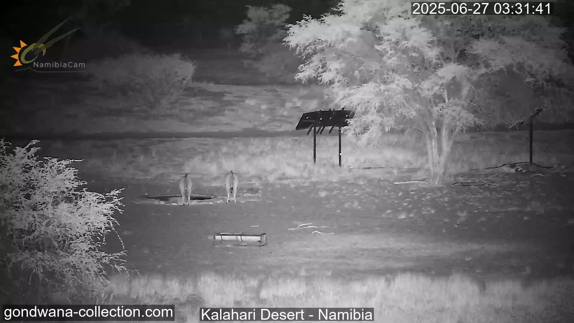 Natural Life in the Kalahari Desert (Gondwana Kalahari Park)  Live Cam - Mariental, Hardap, Namibia