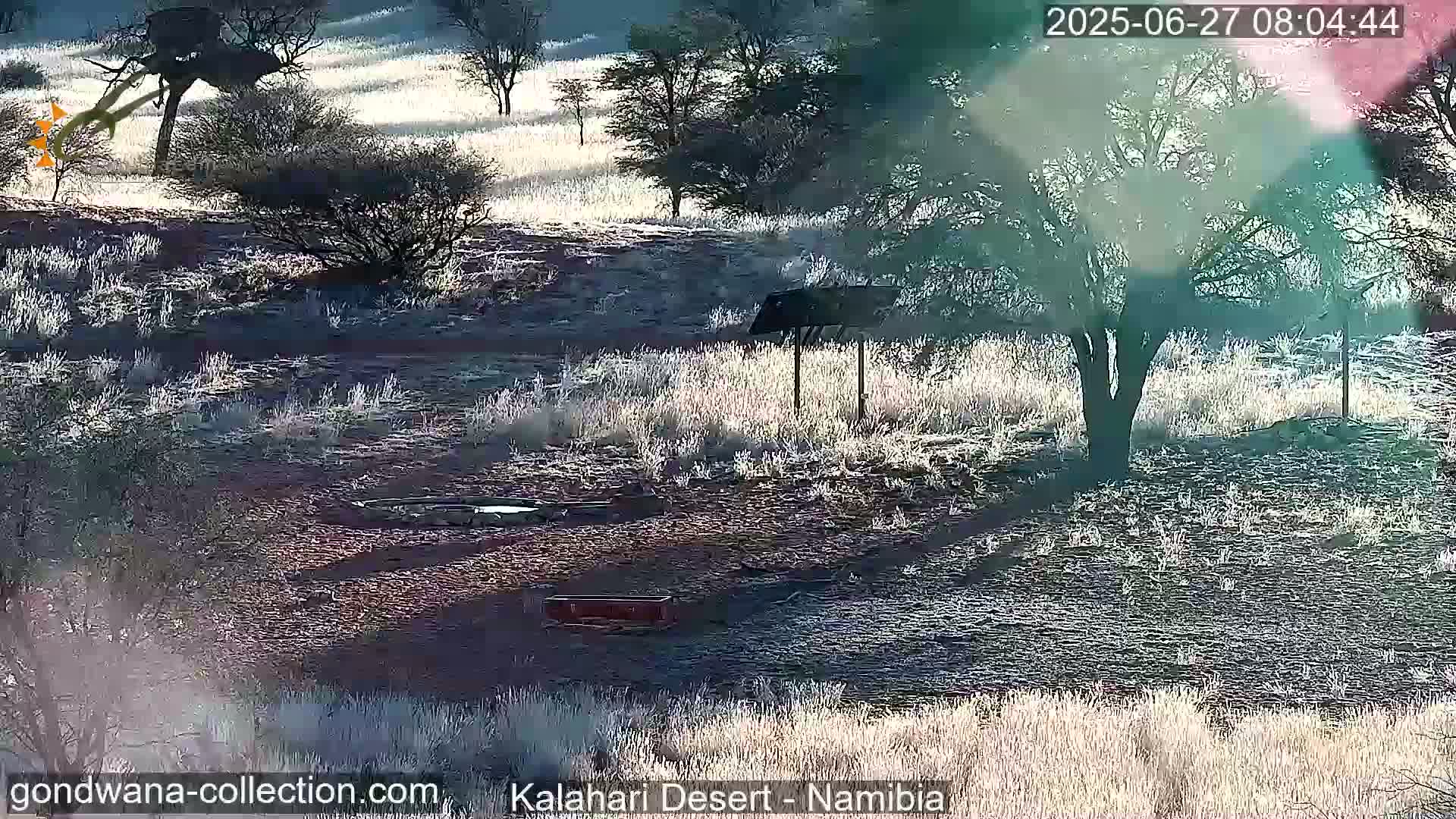 Natural Life in the Kalahari Desert (Gondwana Kalahari Park)  Live Cam - Mariental, Hardap, Namibia