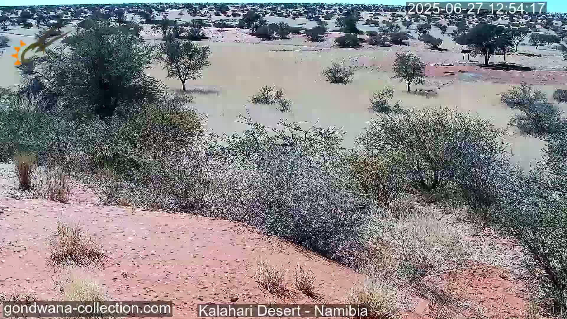 Natural Life in the Kalahari Desert (Gondwana Kalahari Park)  Live Cam - Mariental, Hardap, Namibia