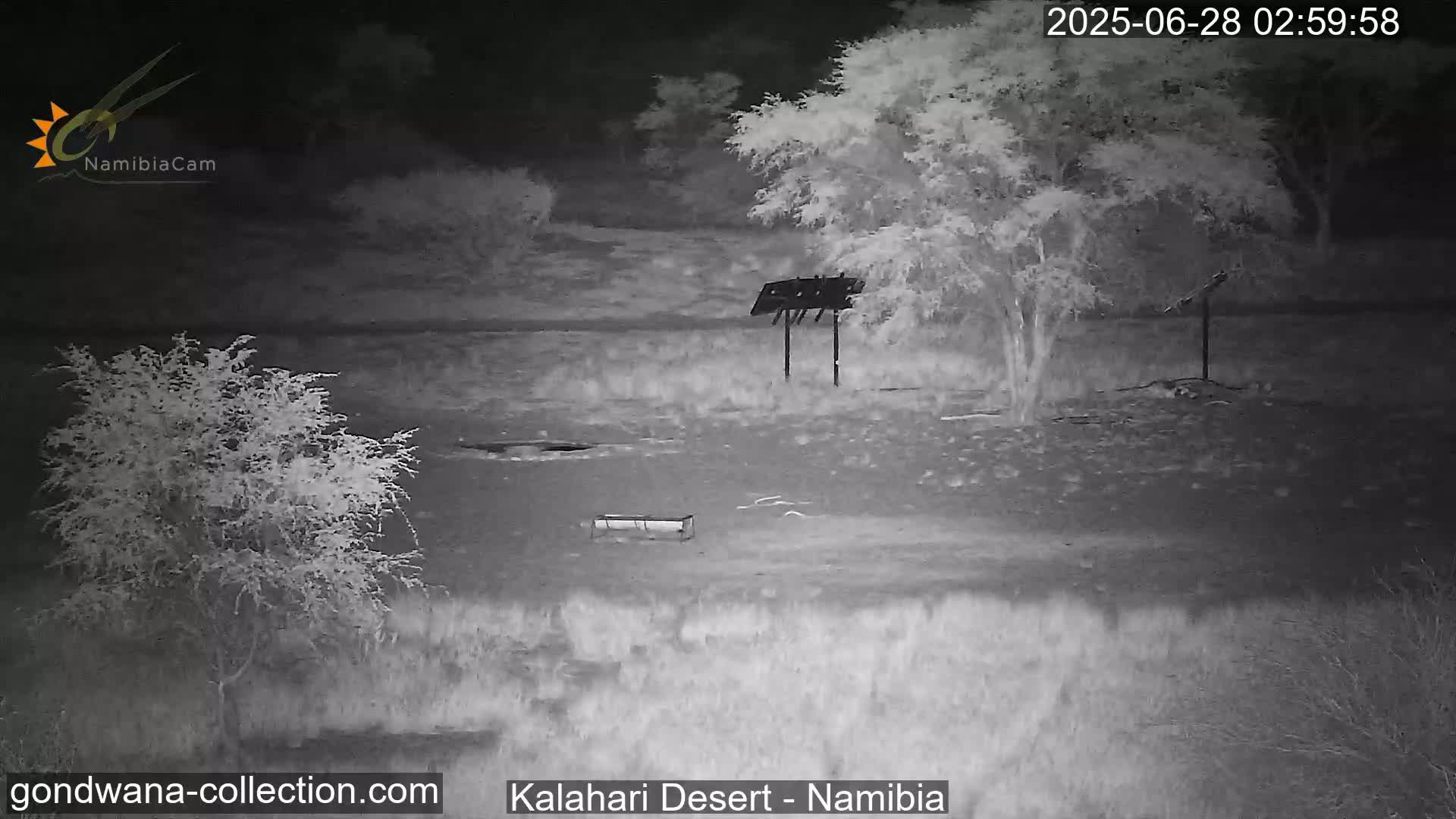 Natural Life in the Kalahari Desert (Gondwana Kalahari Park)  Live Cam - Mariental, Hardap, Namibia