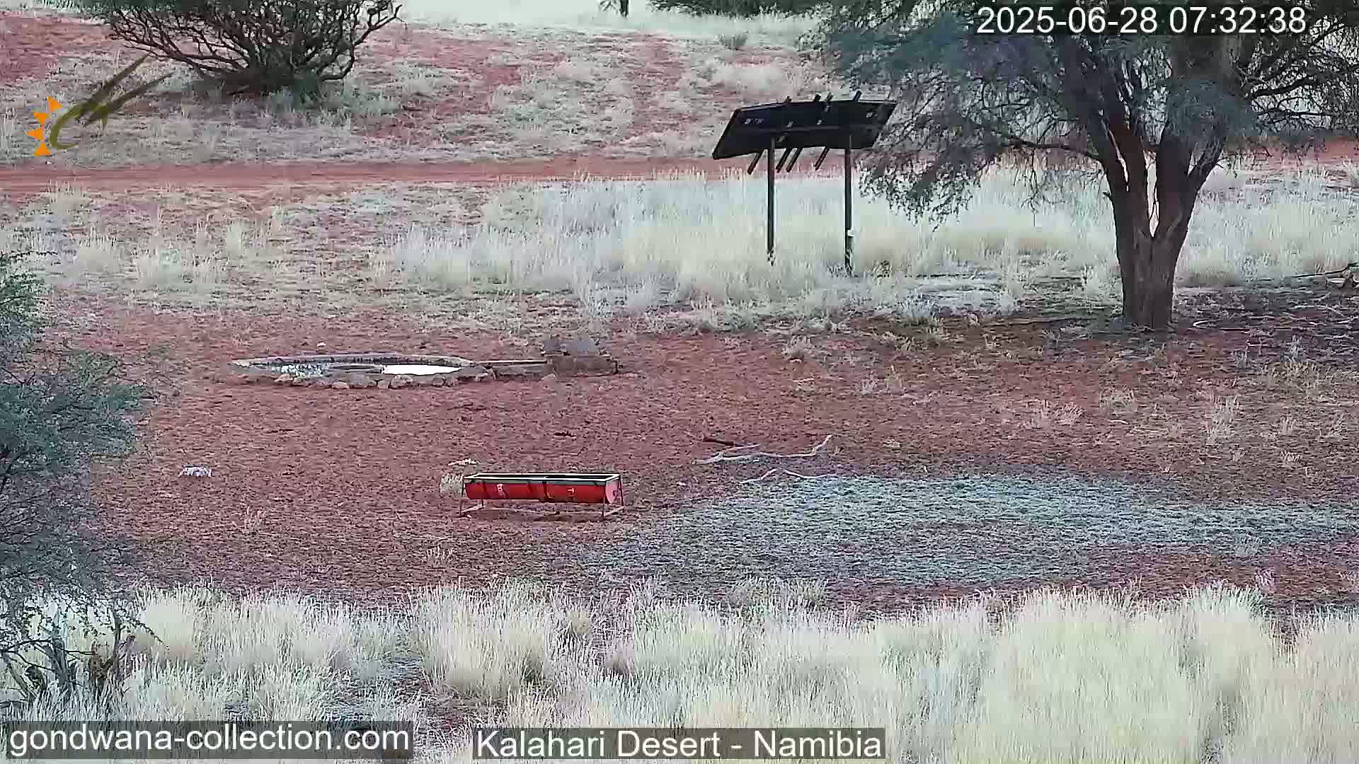 Natural Life in the Kalahari Desert (Gondwana Kalahari Park)  Live Cam - Mariental, Hardap, Namibia