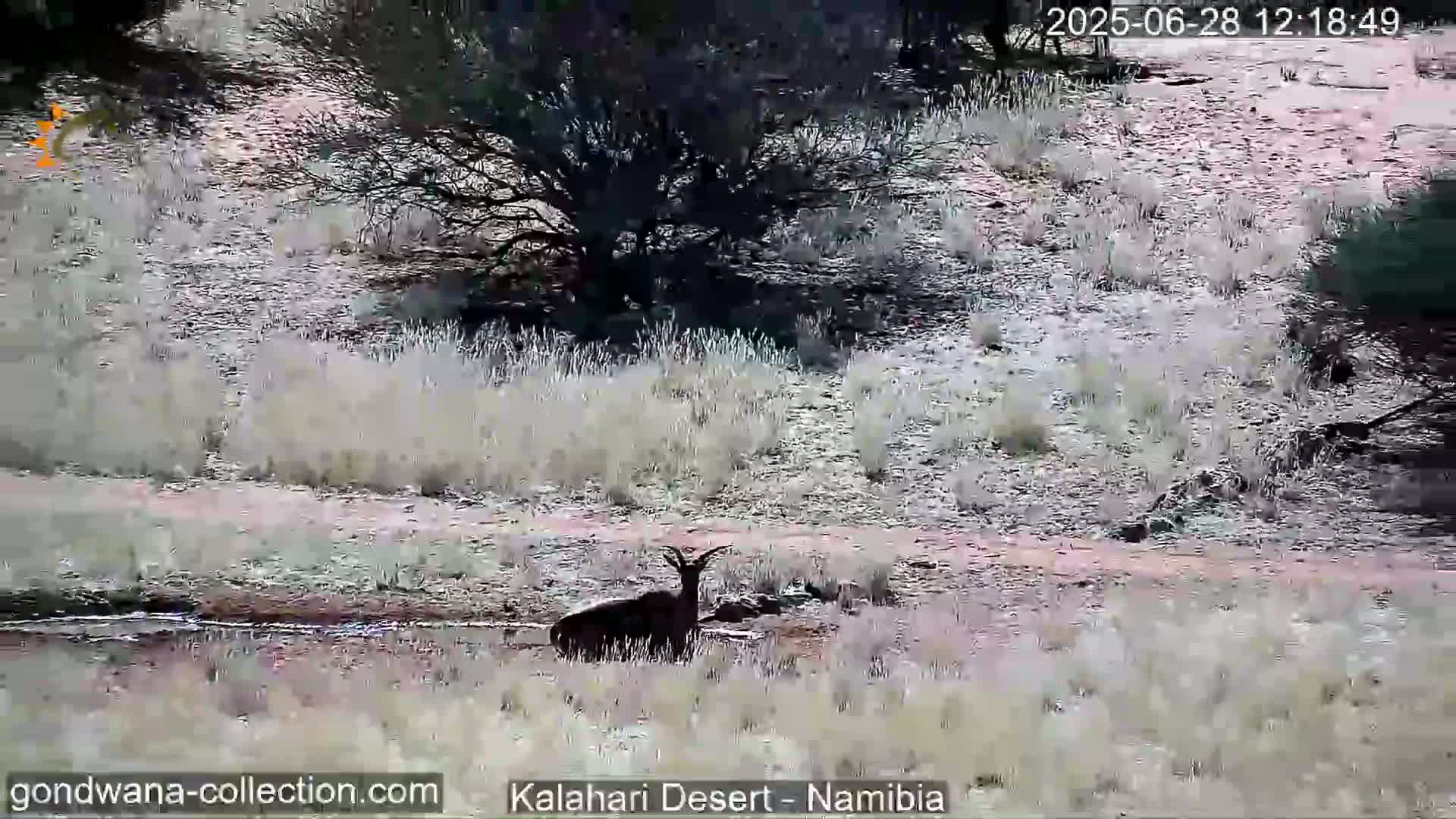 Natural Life in the Kalahari Desert (Gondwana Kalahari Park)  Live Cam - Mariental, Hardap, Namibia