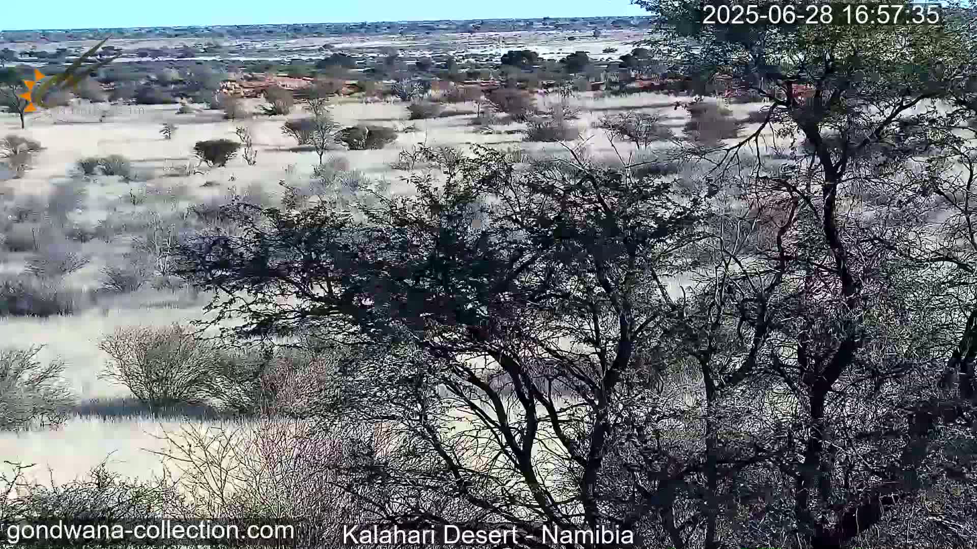 Natural Life in the Kalahari Desert (Gondwana Kalahari Park)  Live Cam - Mariental, Hardap, Namibia
