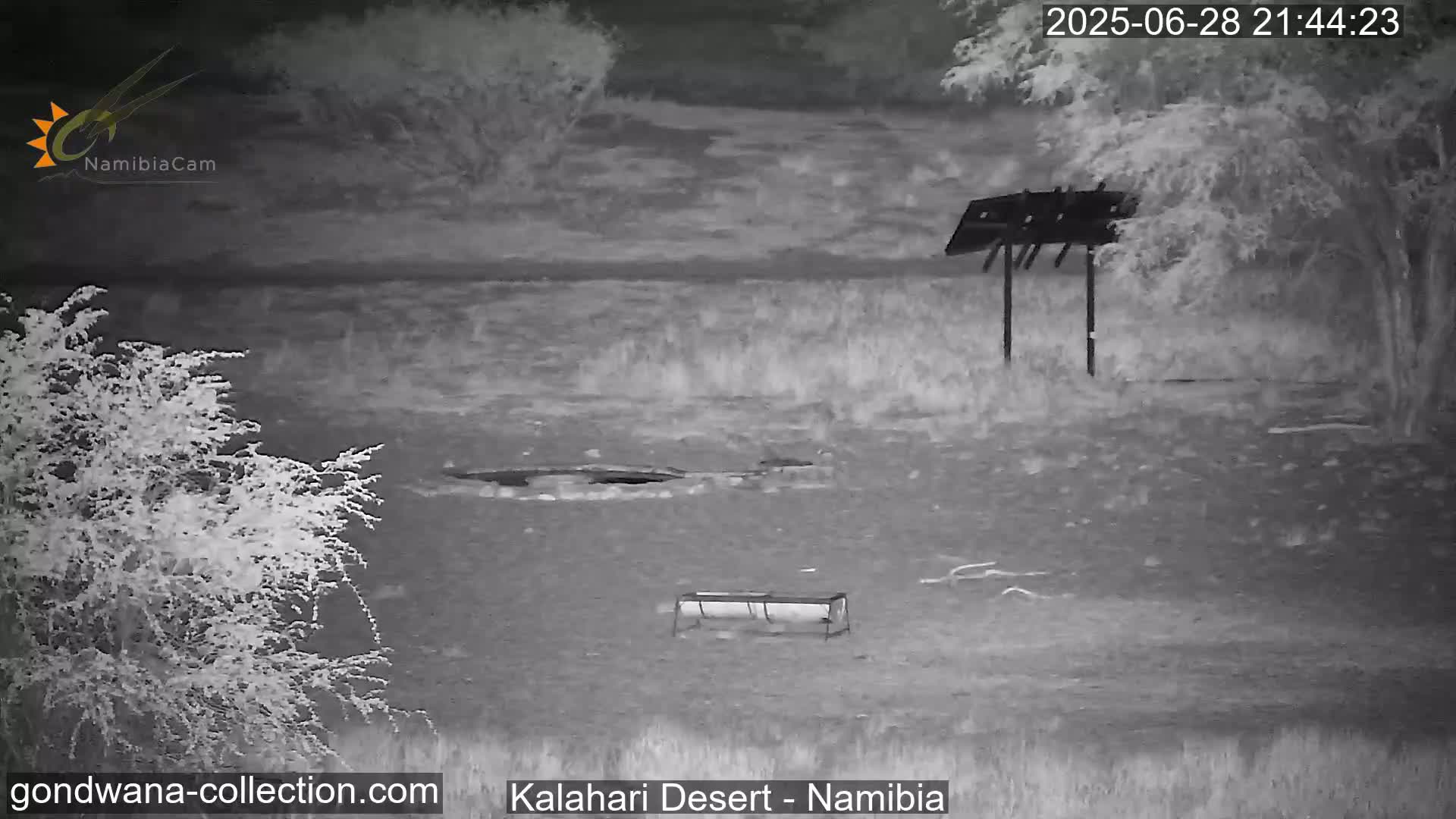 Natural Life in the Kalahari Desert (Gondwana Kalahari Park)  Live Cam - Mariental, Hardap, Namibia