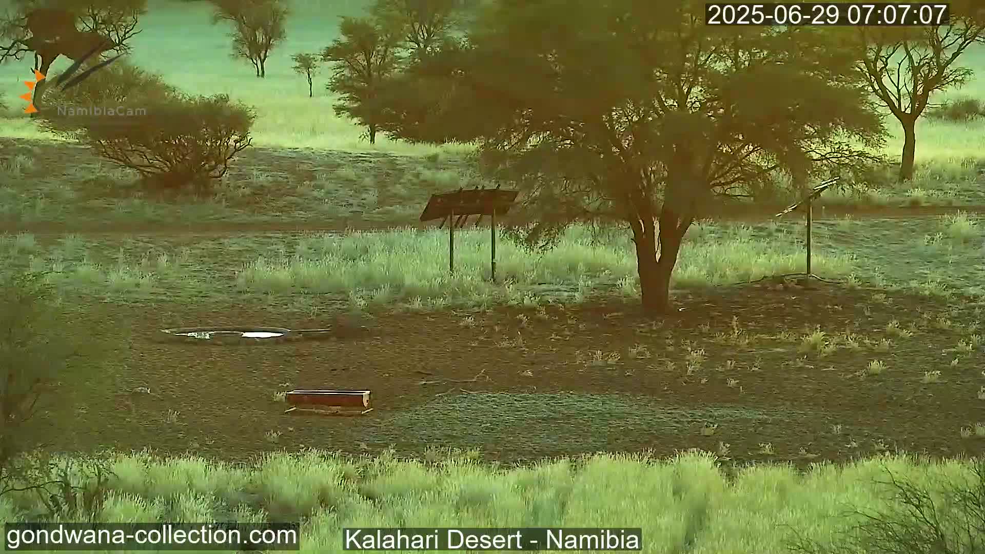 Natural Life in the Kalahari Desert (Gondwana Kalahari Park)  Live Cam - Mariental, Hardap, Namibia