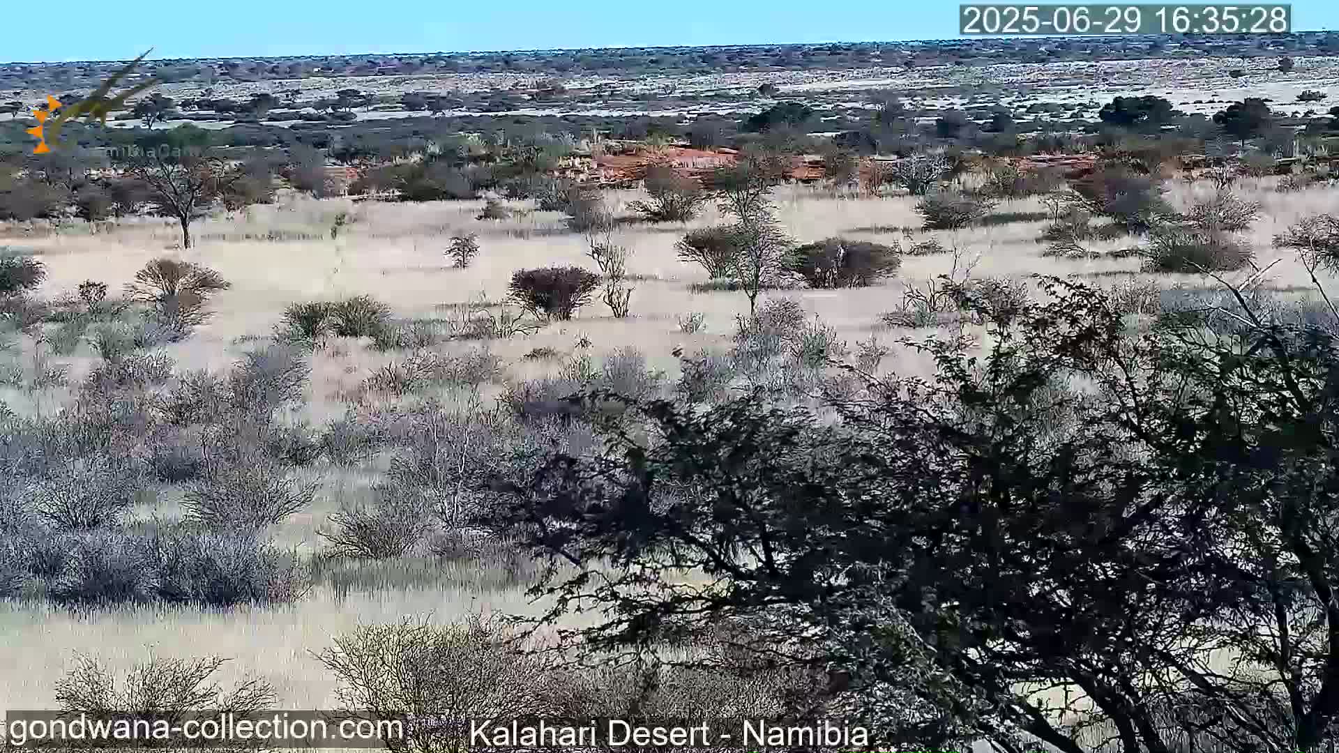 Natural Life in the Kalahari Desert (Gondwana Kalahari Park)  Live Cam - Mariental, Hardap, Namibia