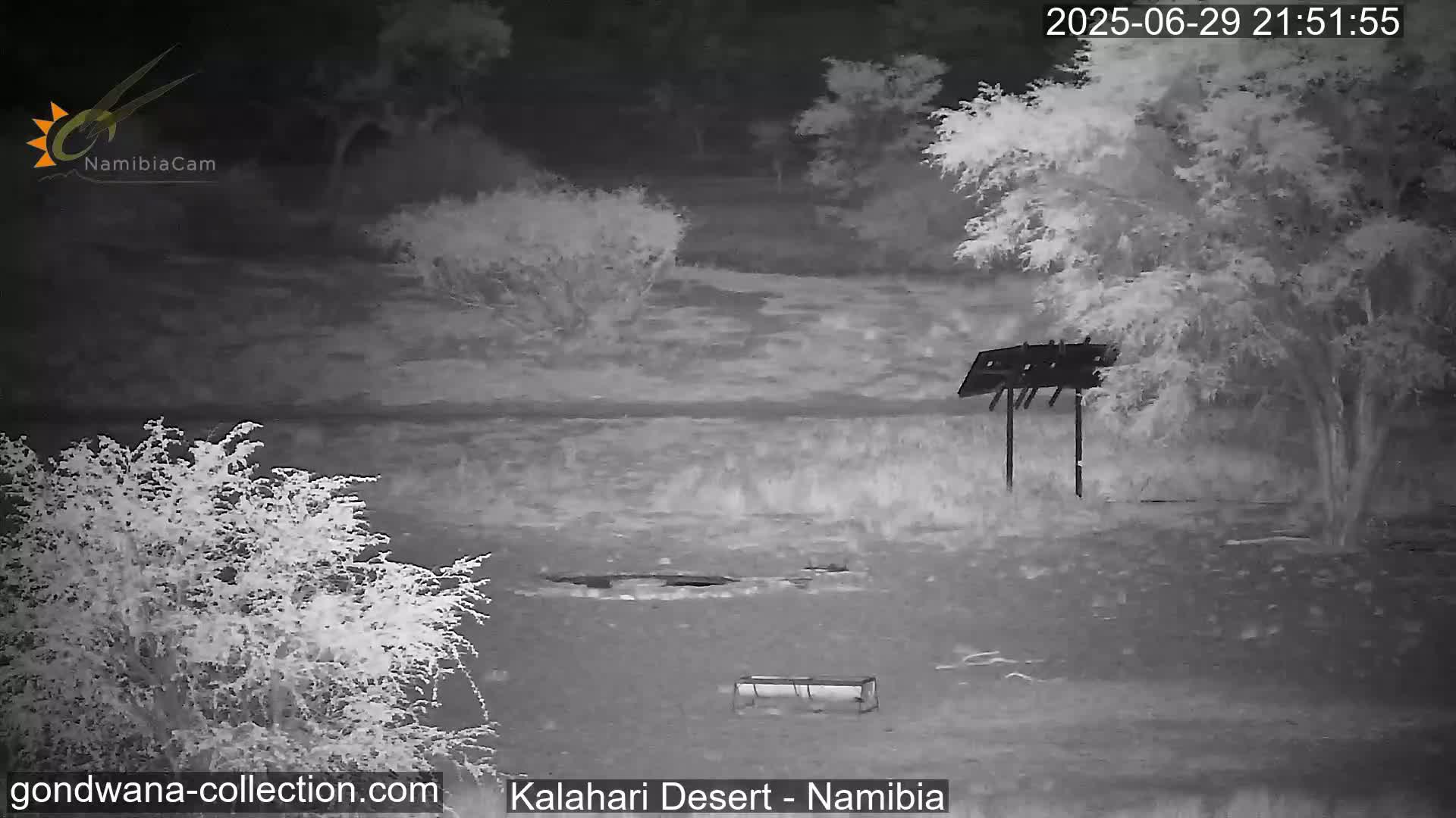 Natural Life in the Kalahari Desert (Gondwana Kalahari Park)  Live Cam - Mariental, Hardap, Namibia