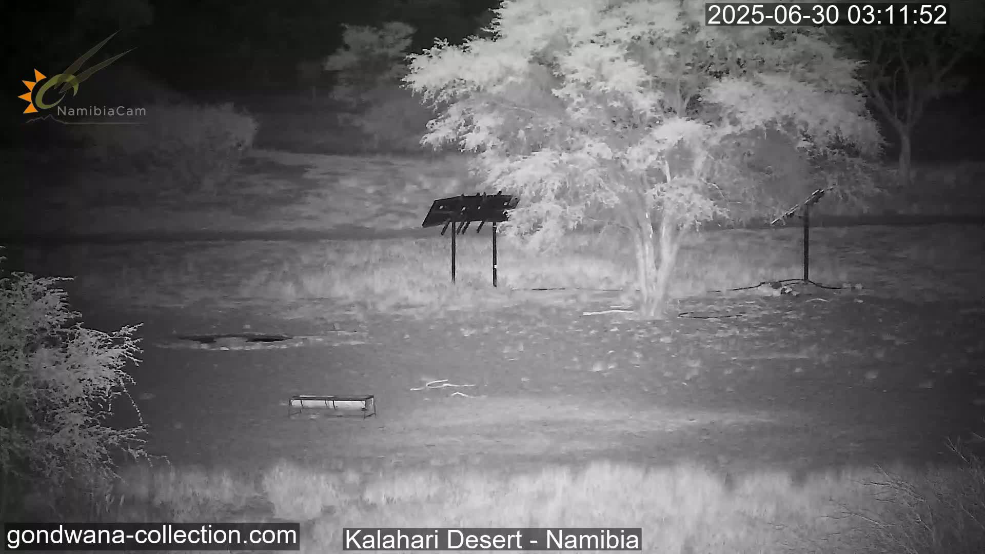 Natural Life in the Kalahari Desert (Gondwana Kalahari Park)  Live Cam - Mariental, Hardap, Namibia