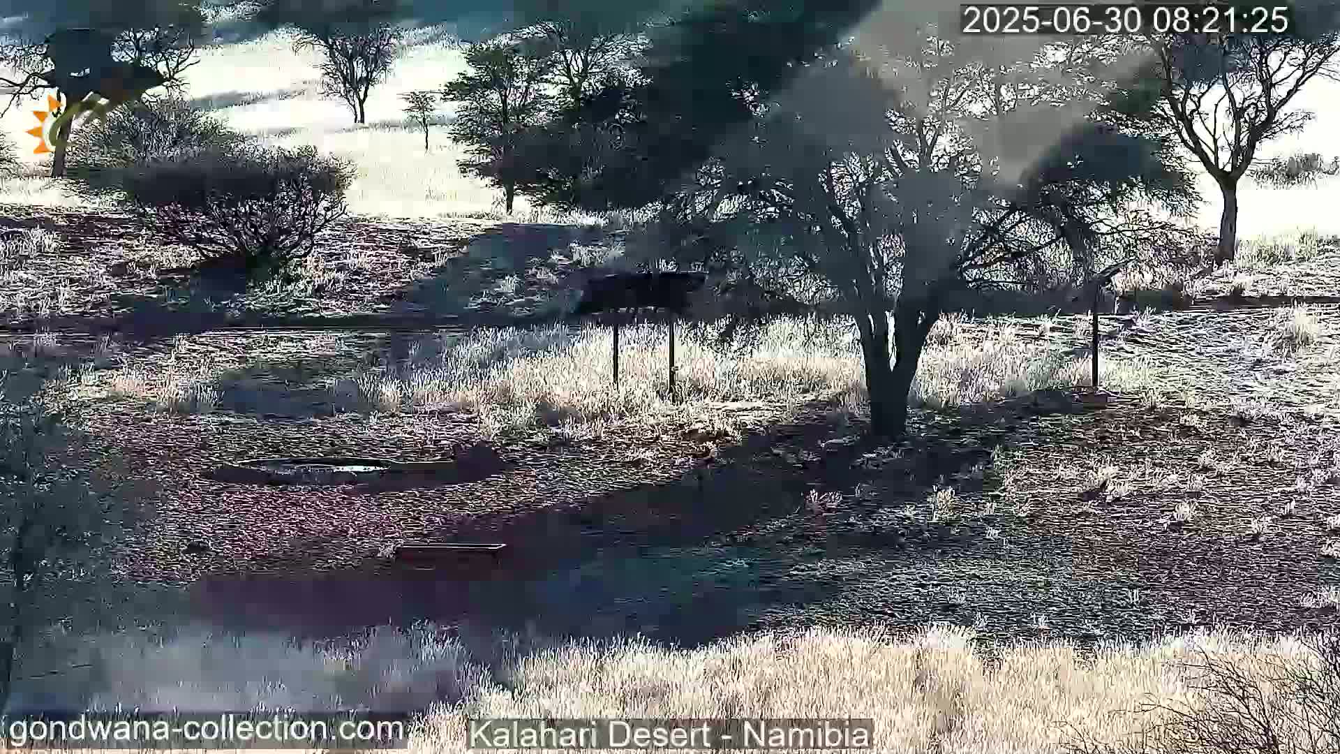 Natural Life in the Kalahari Desert (Gondwana Kalahari Park)  Live Cam - Mariental, Hardap, Namibia