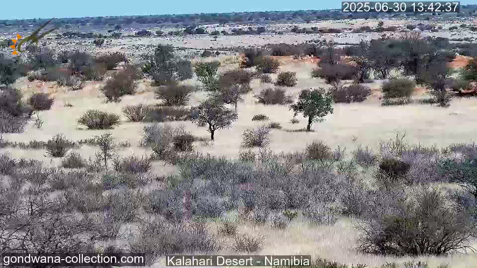 Natural Life in the Kalahari Desert (Gondwana Kalahari Park)  Live Cam - Mariental, Hardap, Namibia