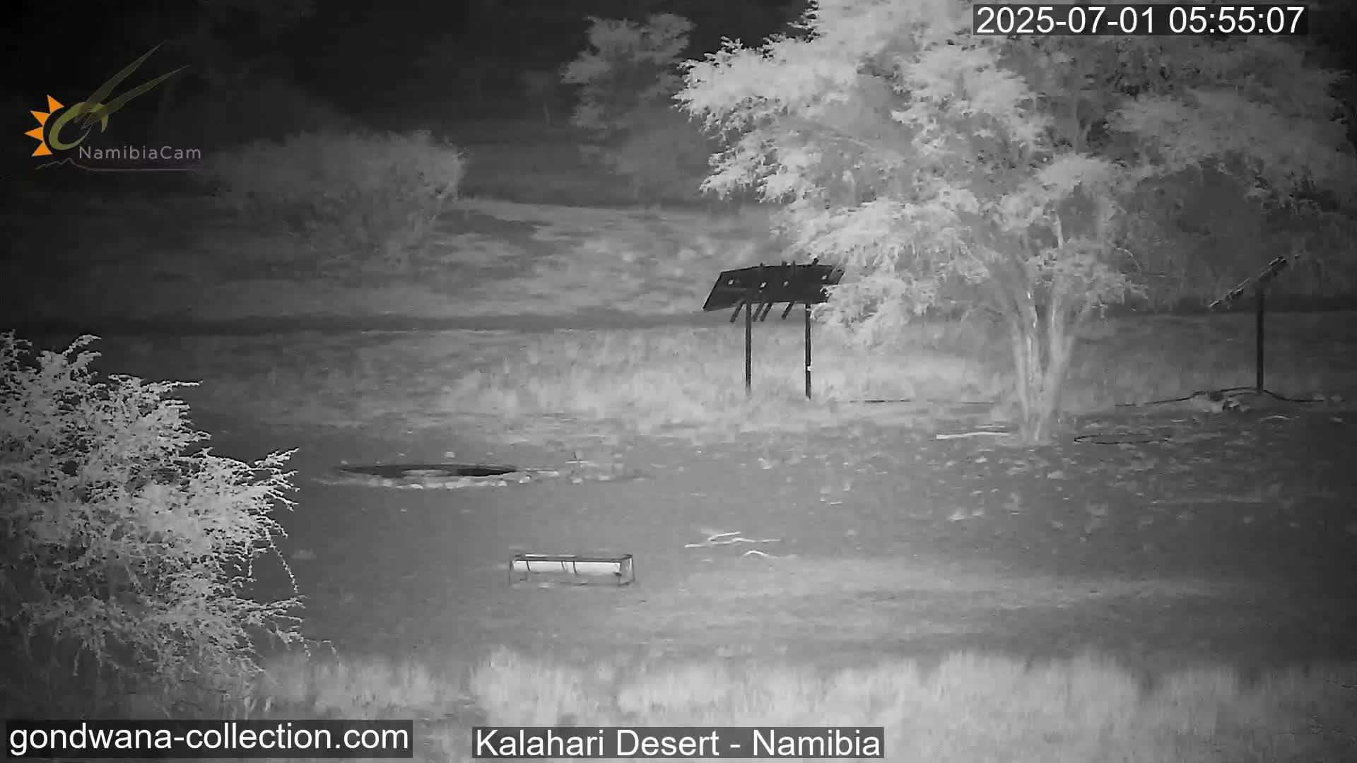 Natural Life in the Kalahari Desert (Gondwana Kalahari Park)  Live Cam - Mariental, Hardap, Namibia