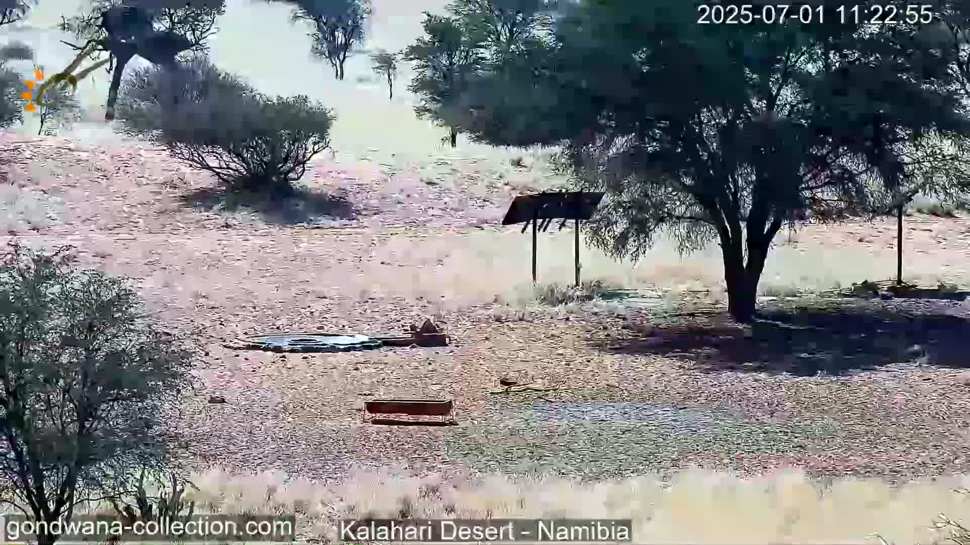 Natural Life in the Kalahari Desert (Gondwana Kalahari Park)  Live Cam - Mariental, Hardap, Namibia