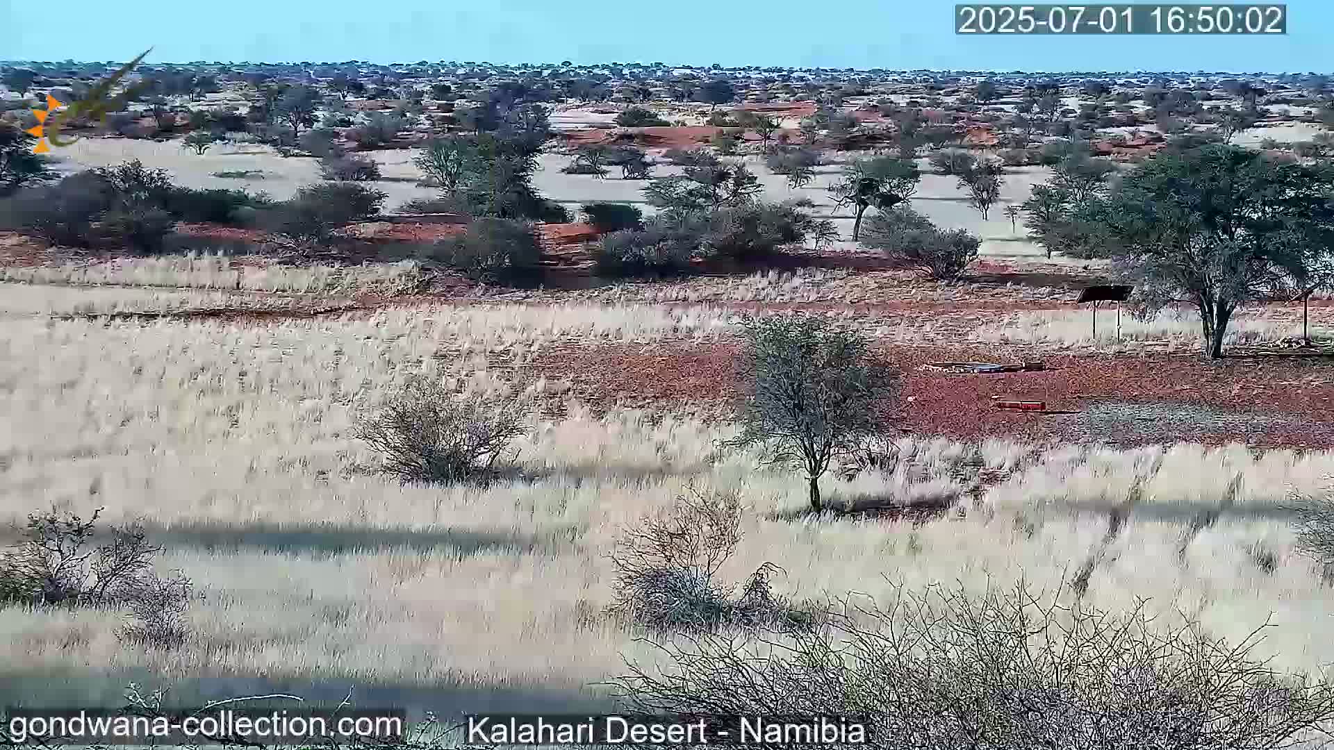 Natural Life in the Kalahari Desert (Gondwana Kalahari Park)  Live Cam - Mariental, Hardap, Namibia