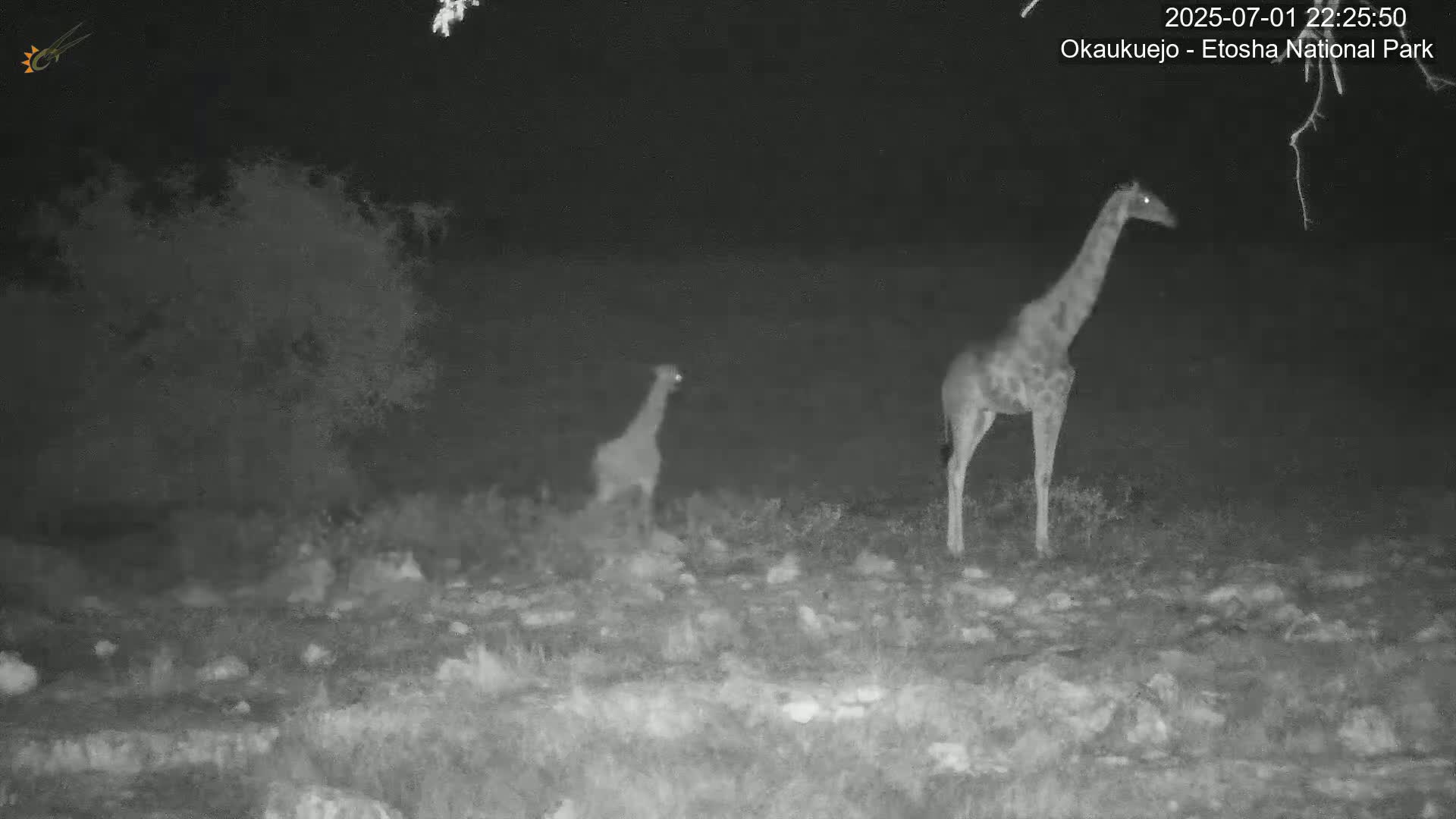 Natural Life in the Kalahari Desert (Gondwana Kalahari Park)  Live Cam - Mariental, Hardap, Namibia