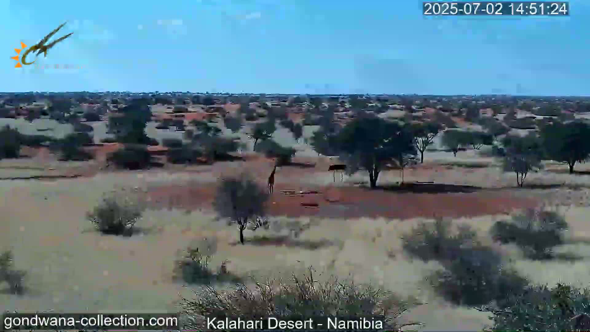 Natural Life in the Kalahari Desert (Gondwana Kalahari Park)  Live Cam - Mariental, Hardap, Namibia