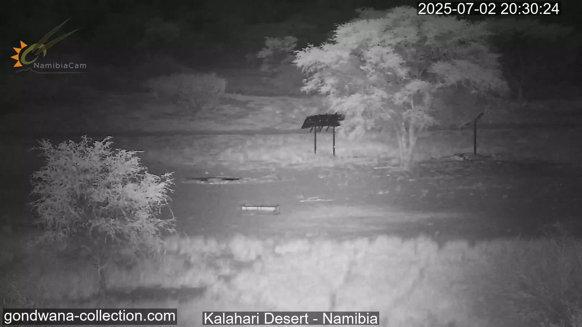 Natural Life in the Kalahari Desert (Gondwana Kalahari Park)  Live Cam - Mariental, Hardap, Namibia