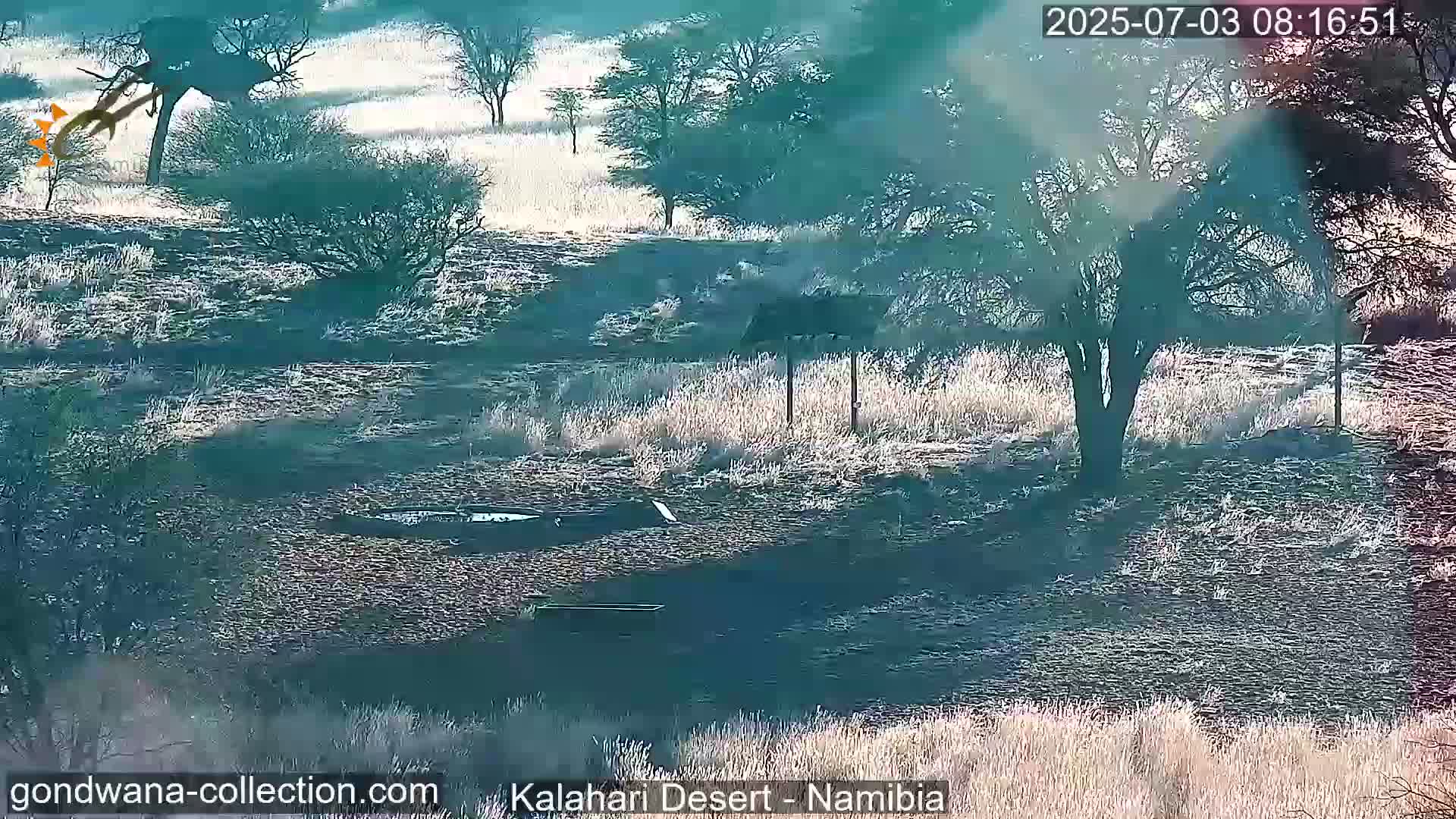 Natural Life in the Kalahari Desert (Gondwana Kalahari Park)  Live Cam - Mariental, Hardap, Namibia