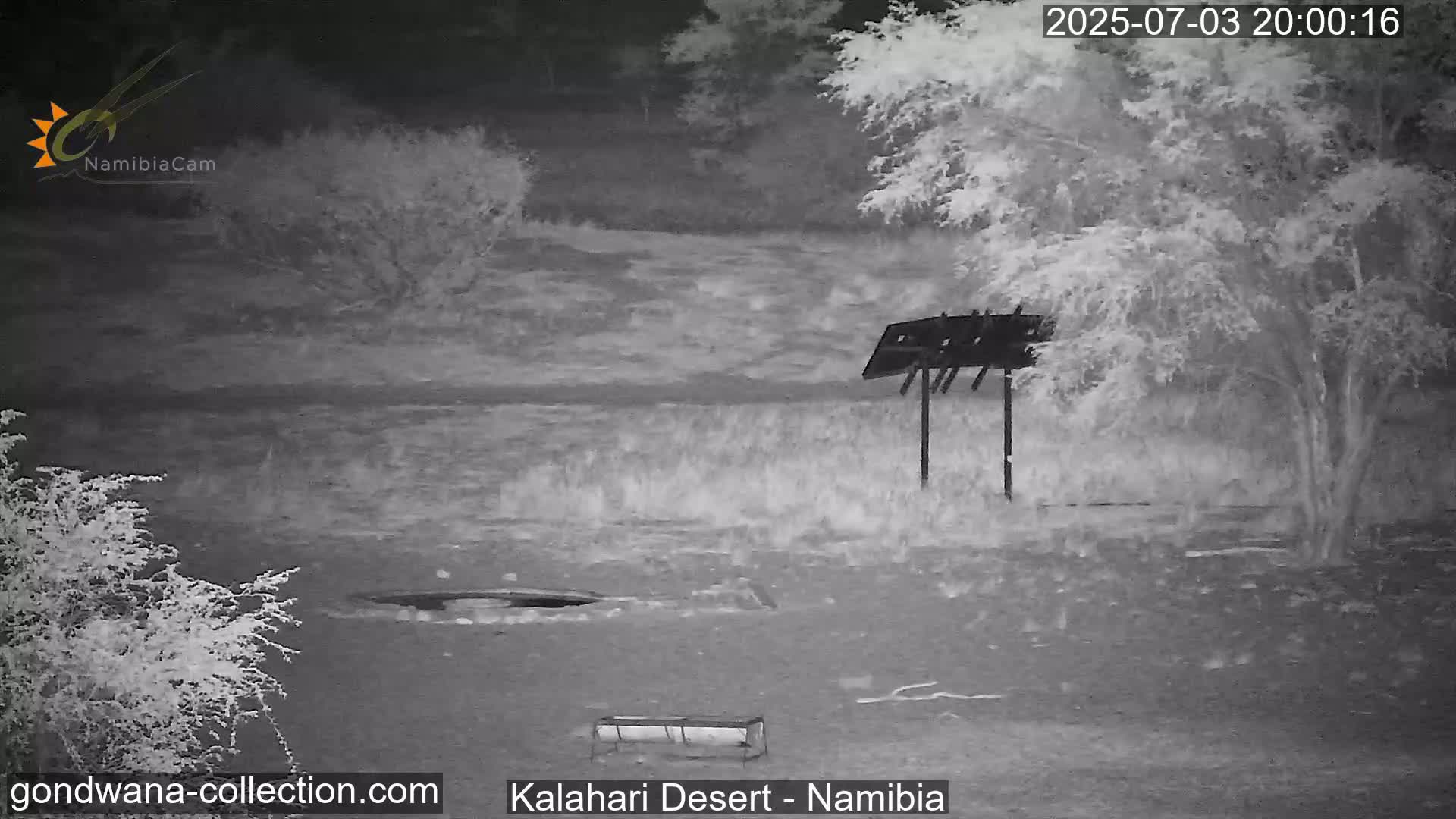 Natural Life in the Kalahari Desert (Gondwana Kalahari Park)  Live Cam - Mariental, Hardap, Namibia