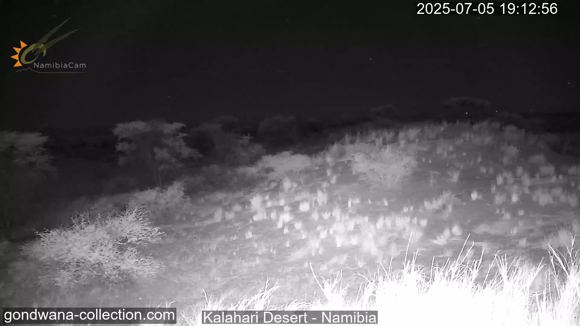 Natural Life in the Kalahari Desert (Gondwana Kalahari Park)  Live Cam - Mariental, Hardap, Namibia