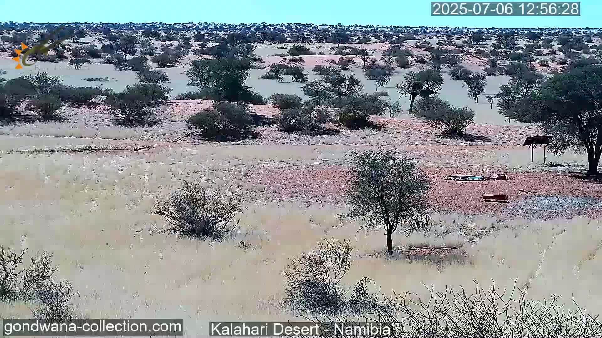 Natural Life in the Kalahari Desert (Gondwana Kalahari Park)  Live Cam - Mariental, Hardap, Namibia