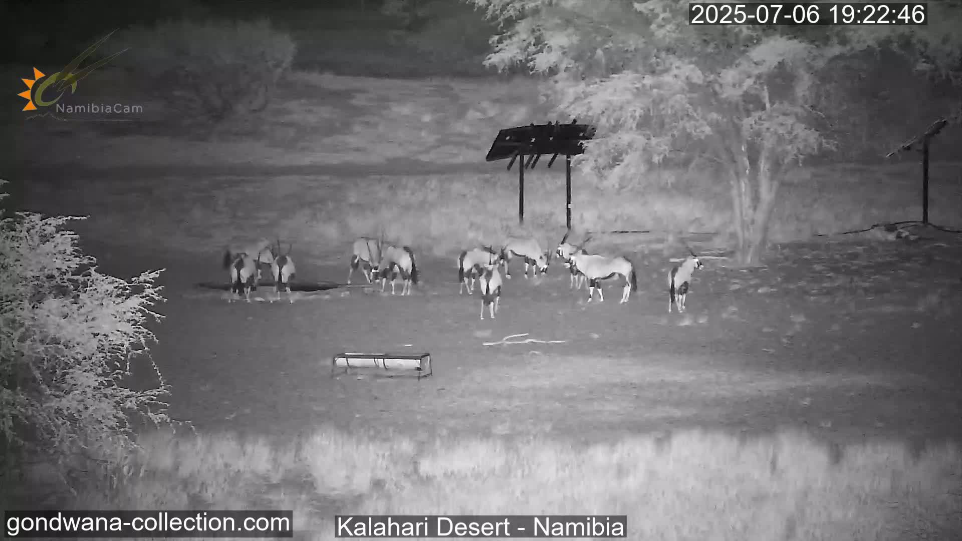 Natural Life in the Kalahari Desert (Gondwana Kalahari Park)  Live Cam - Mariental, Hardap, Namibia