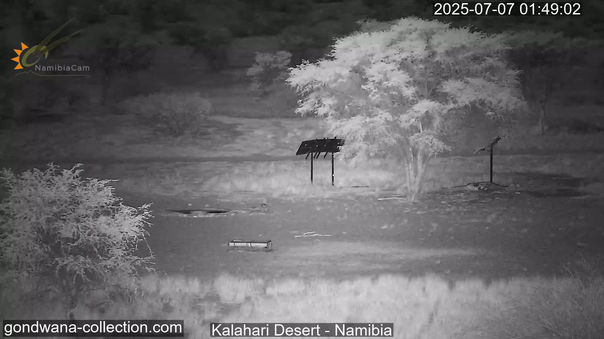 Natural Life in the Kalahari Desert (Gondwana Kalahari Park)  Live Cam - Mariental, Hardap, Namibia