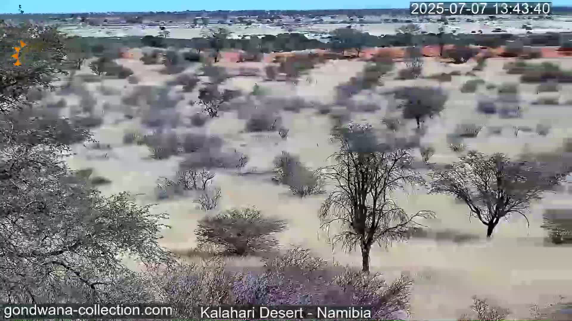 Natural Life in the Kalahari Desert (Gondwana Kalahari Park)  Live Cam - Mariental, Hardap, Namibia