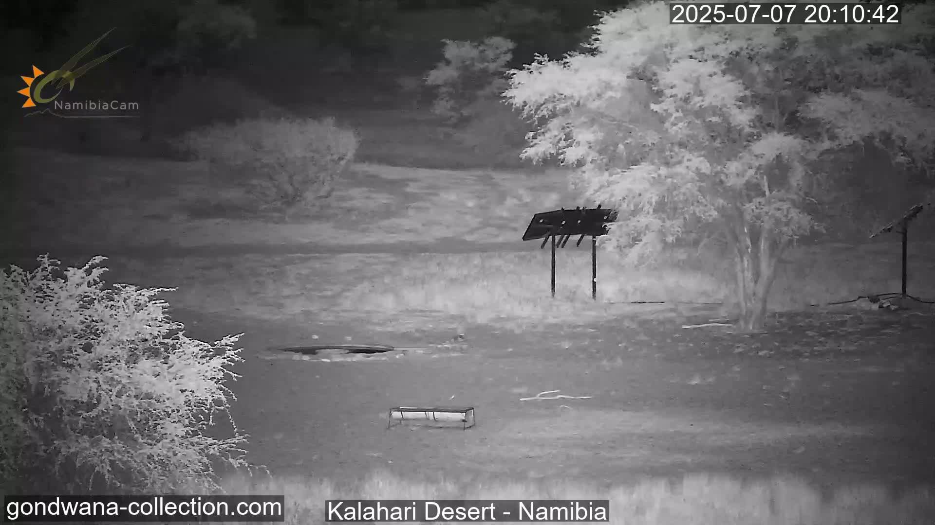 Natural Life in the Kalahari Desert (Gondwana Kalahari Park)  Live Cam - Mariental, Hardap, Namibia