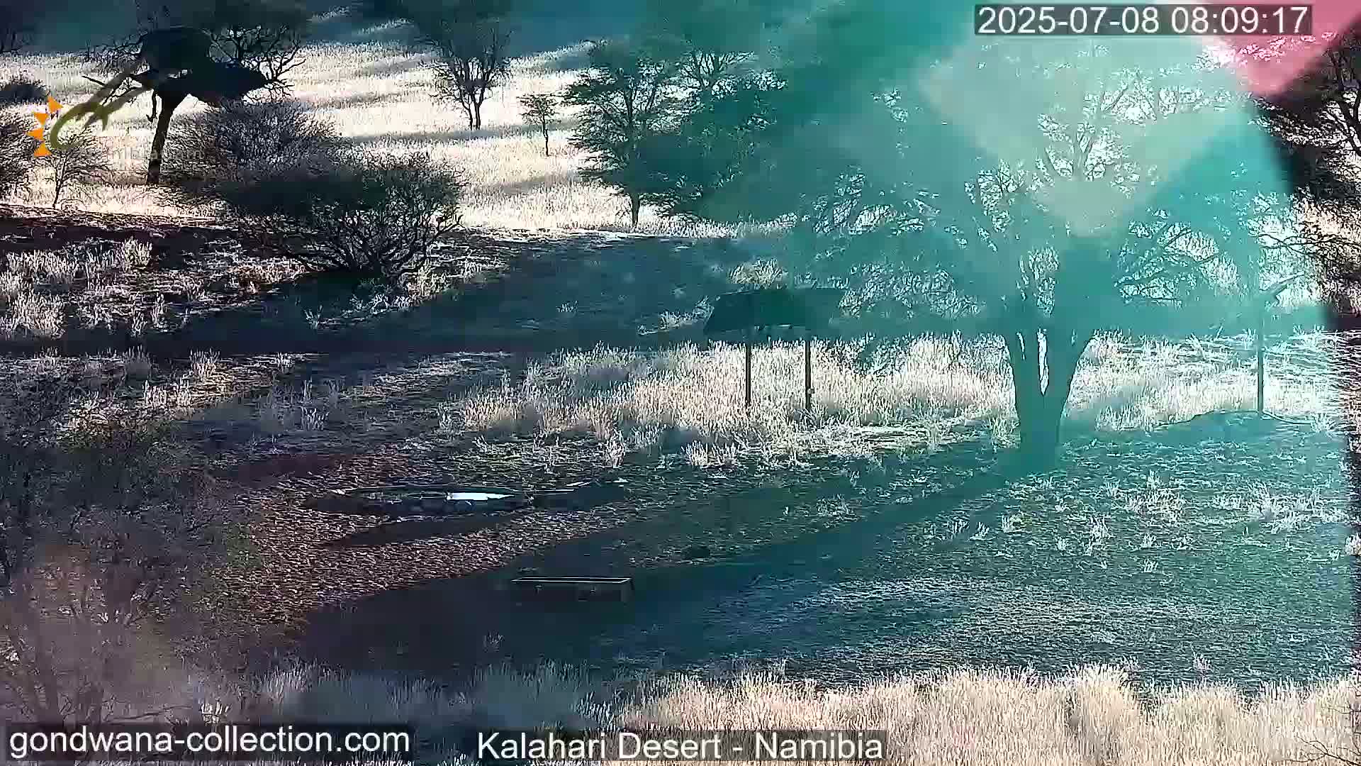 Natural Life in the Kalahari Desert (Gondwana Kalahari Park)  Live Cam - Mariental, Hardap, Namibia