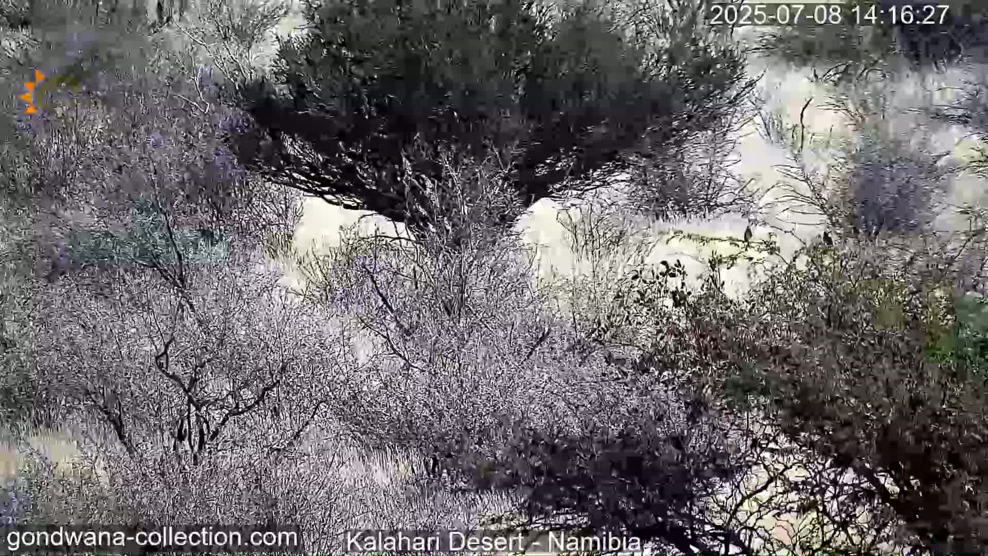 Natural Life in the Kalahari Desert (Gondwana Kalahari Park)  Live Cam - Mariental, Hardap, Namibia