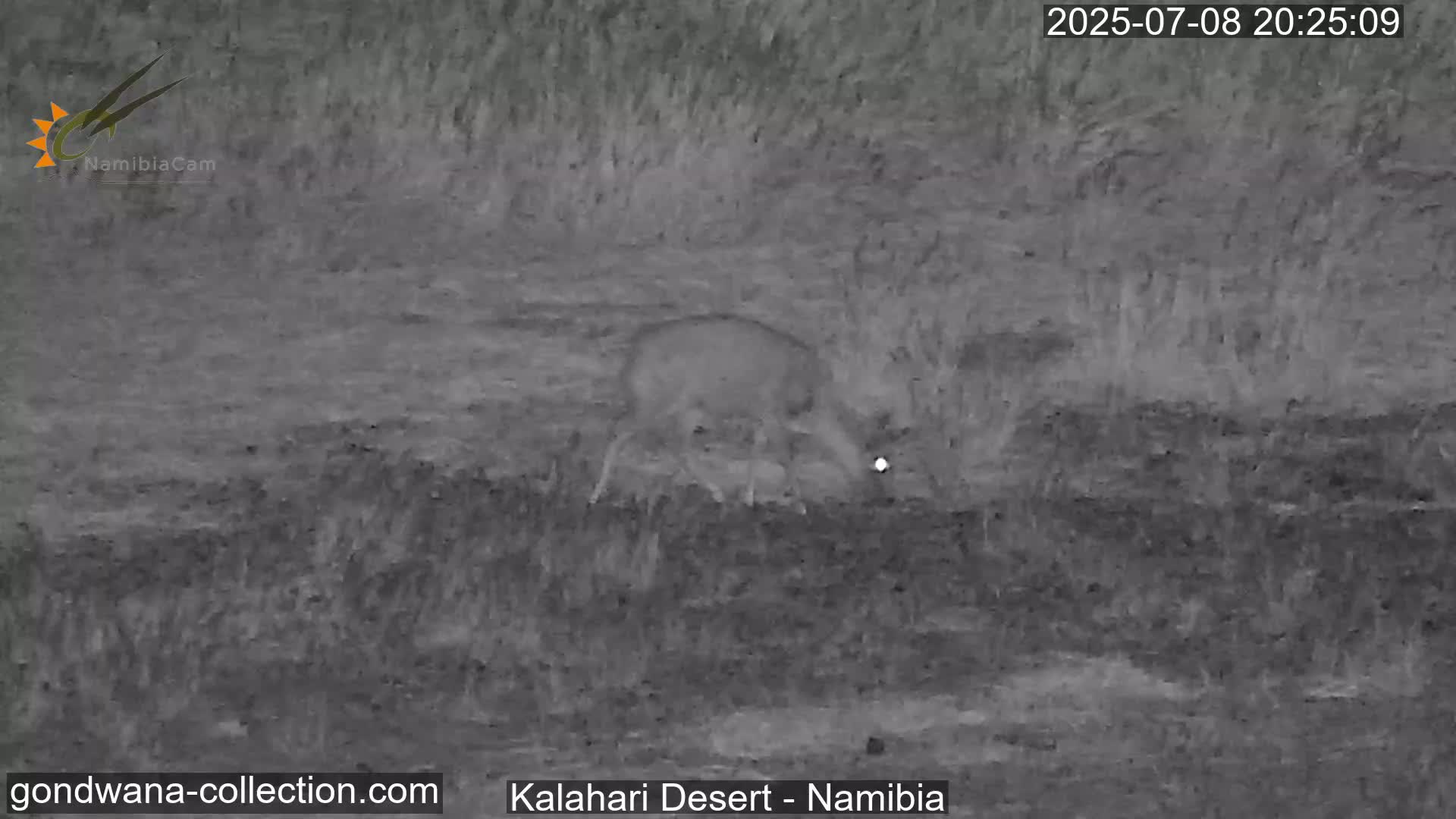 Natural Life in the Kalahari Desert (Gondwana Kalahari Park)  Live Cam - Mariental, Hardap, Namibia