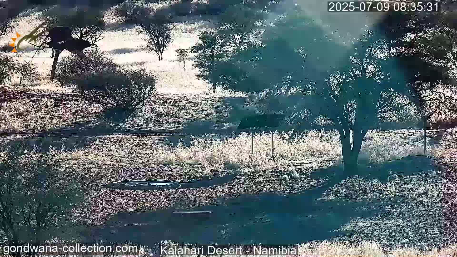 Natural Life in the Kalahari Desert (Gondwana Kalahari Park)  Live Cam - Mariental, Hardap, Namibia